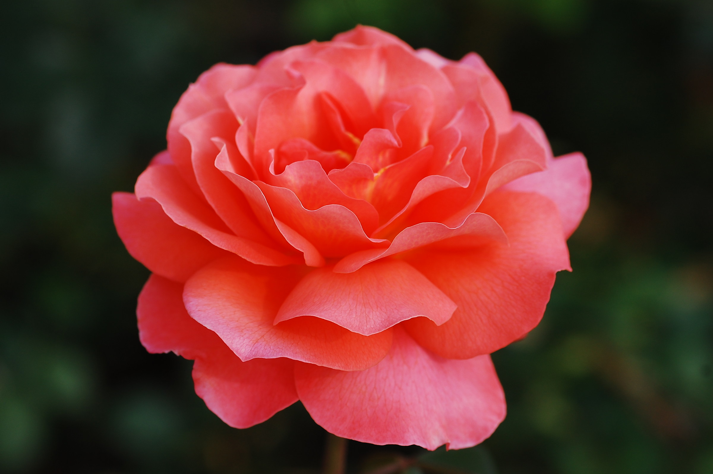 A rose a day keeps ....