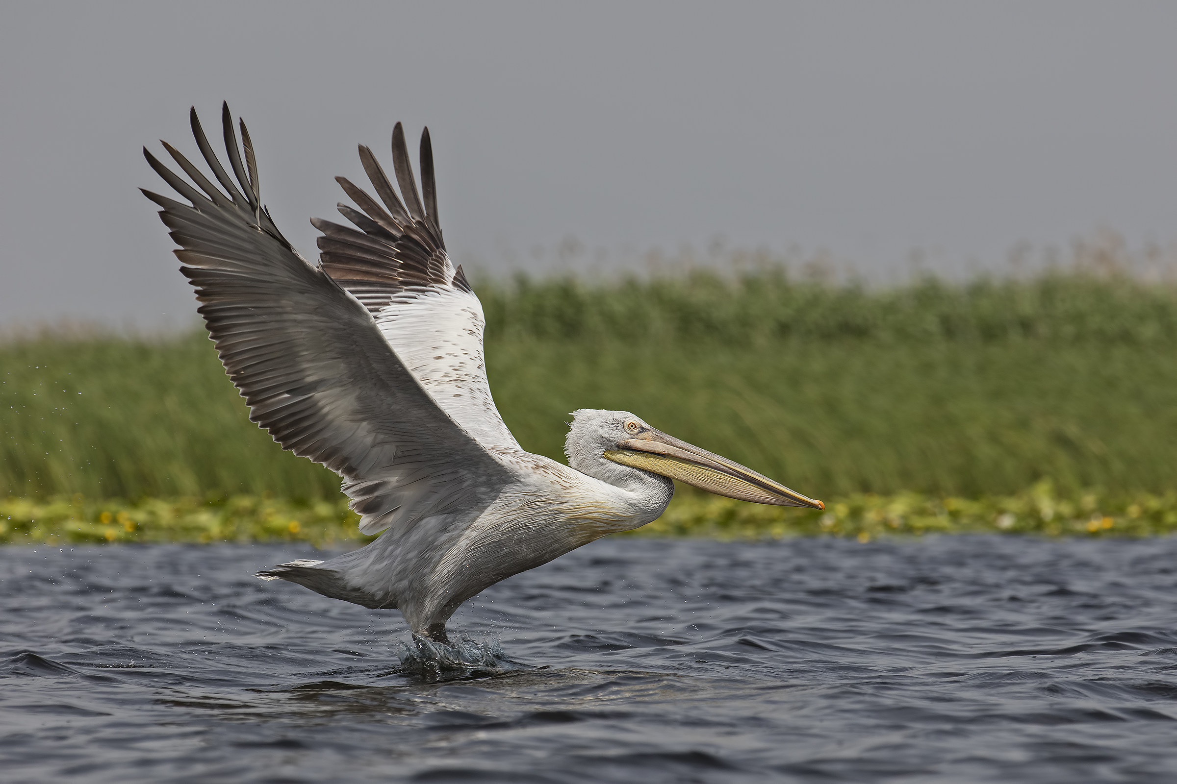 Pelican Riccio