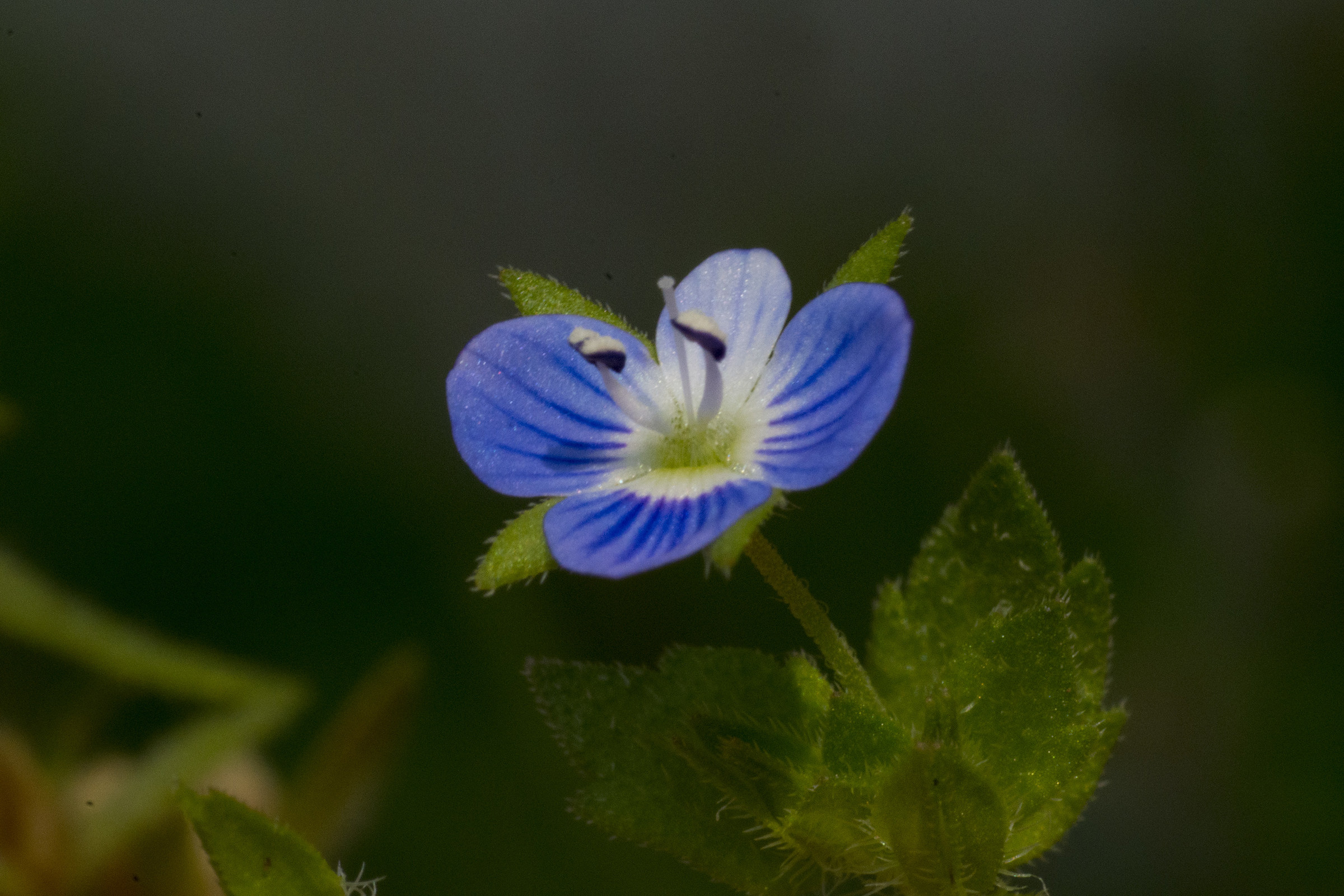 A simple tiny forget-me (Myosotis)