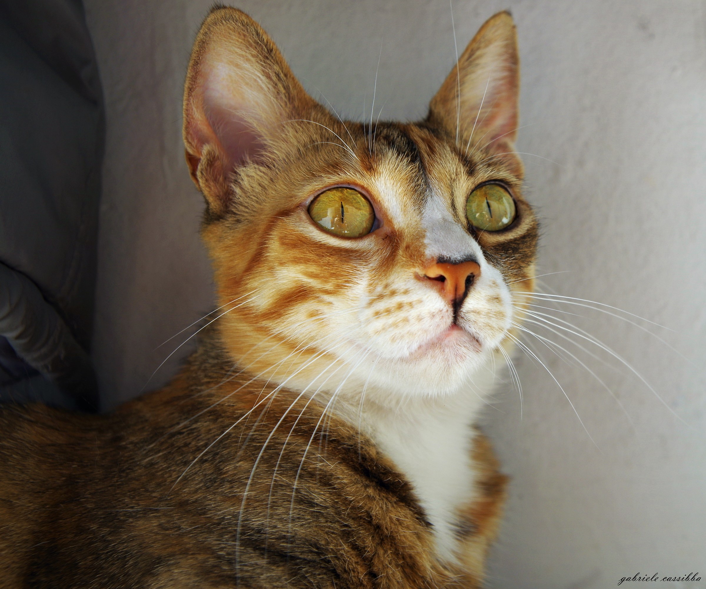 compagniaa aaaattenti !!