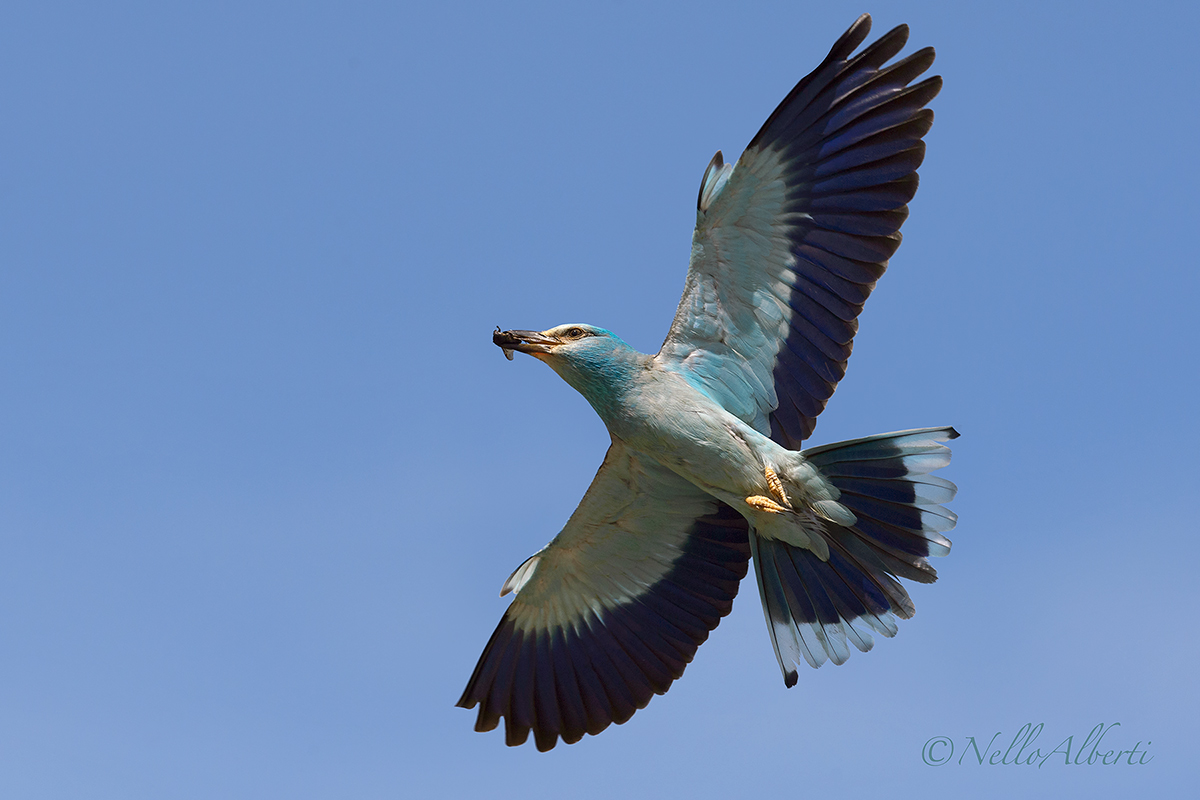 Ghiandaia marina max apertura alare