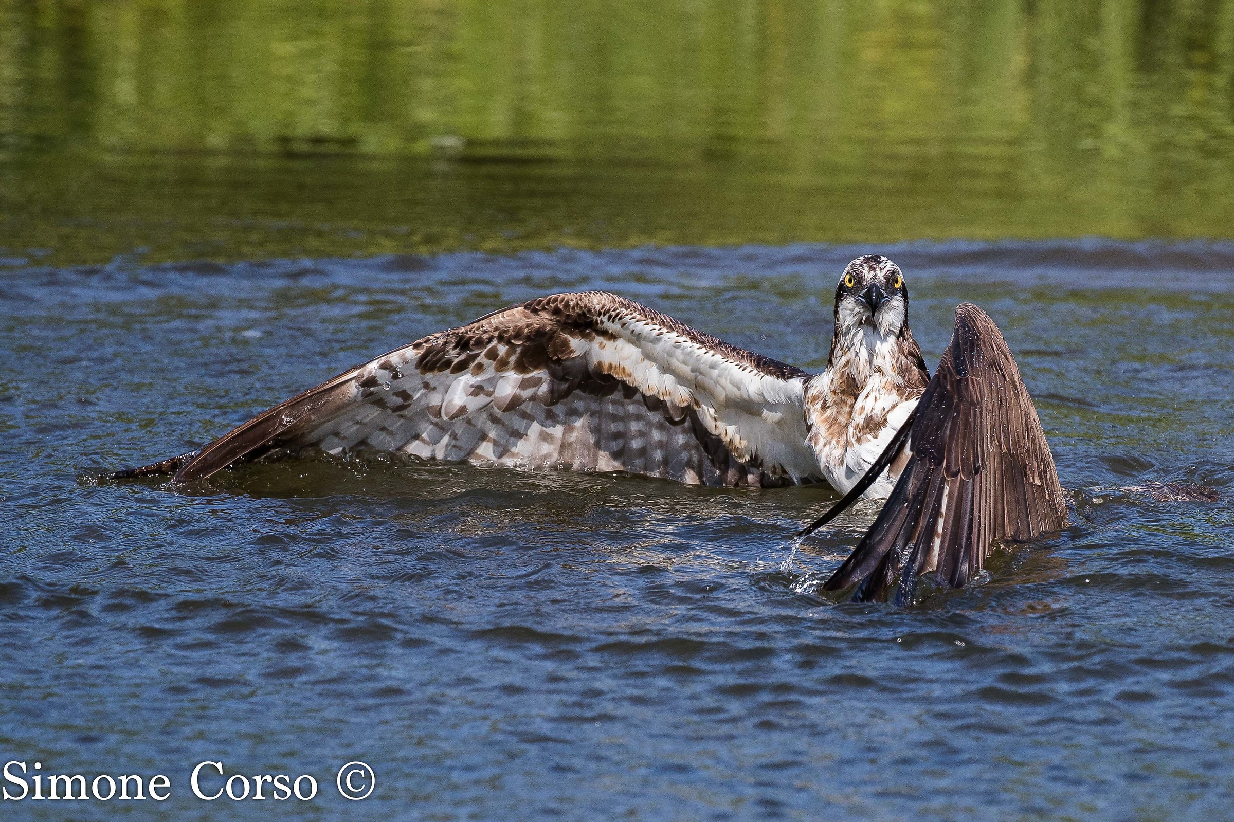 Osprey