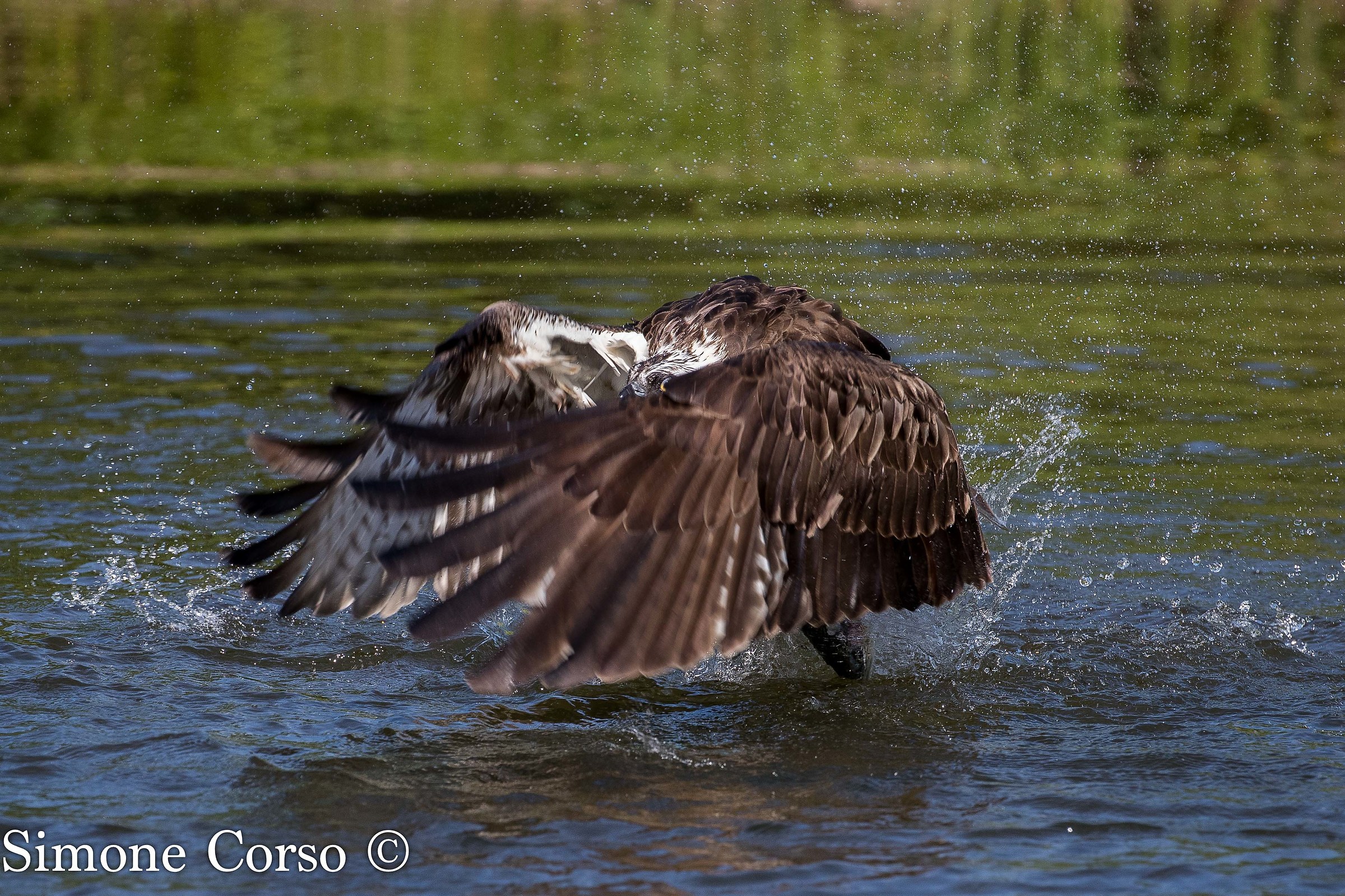 Osprey picked up with his prey