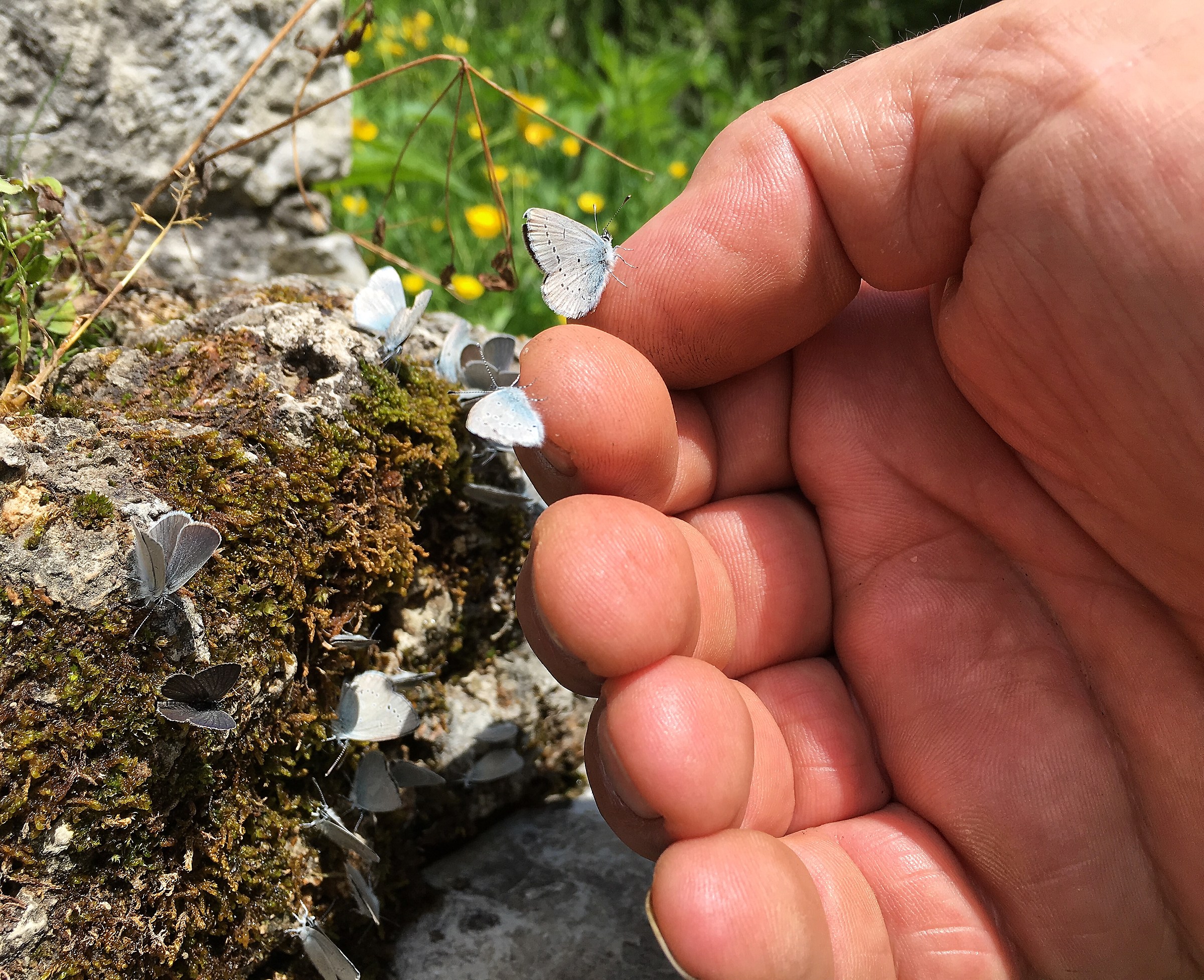 Il gigante ....e la farfallina...