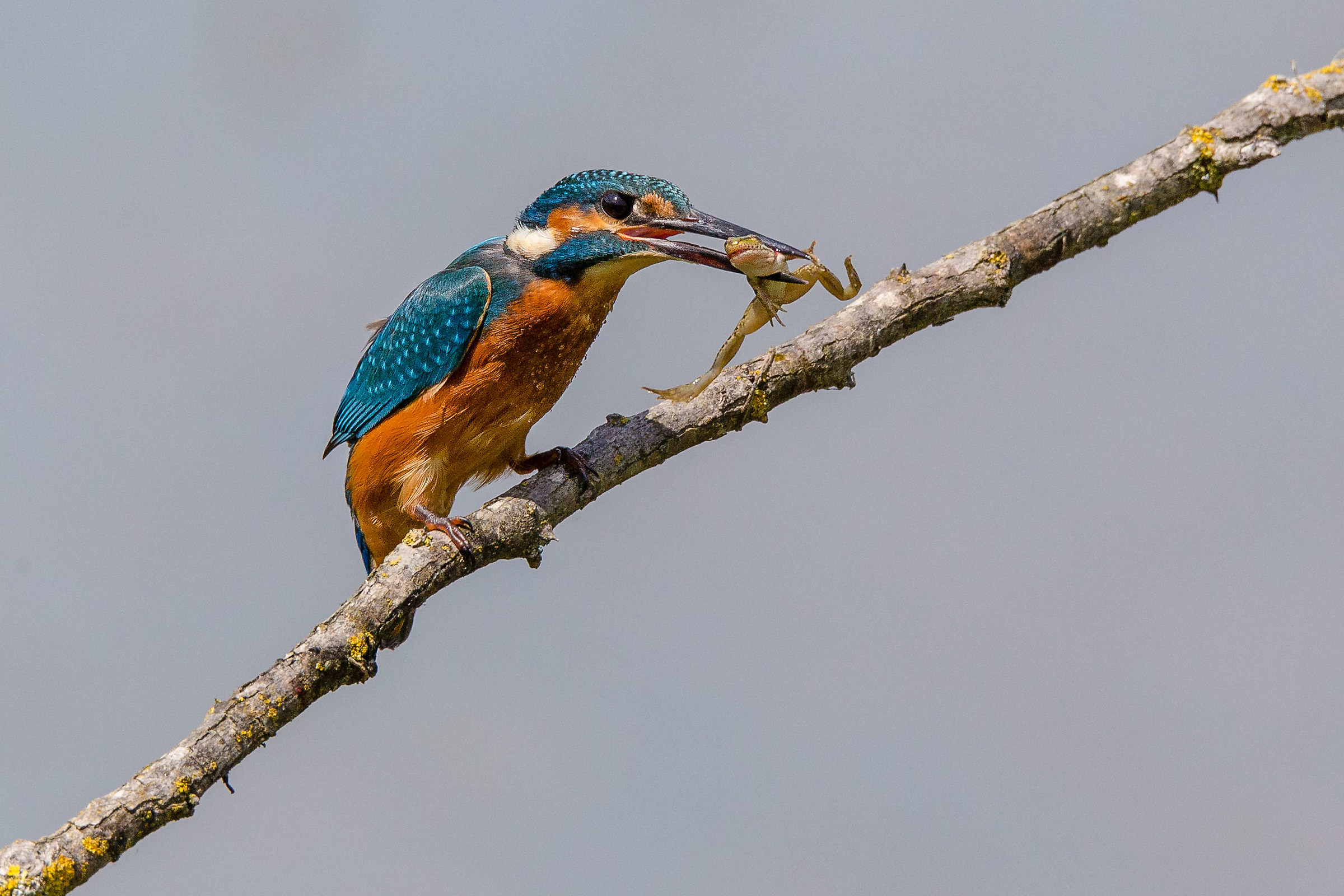 The frog and the martin