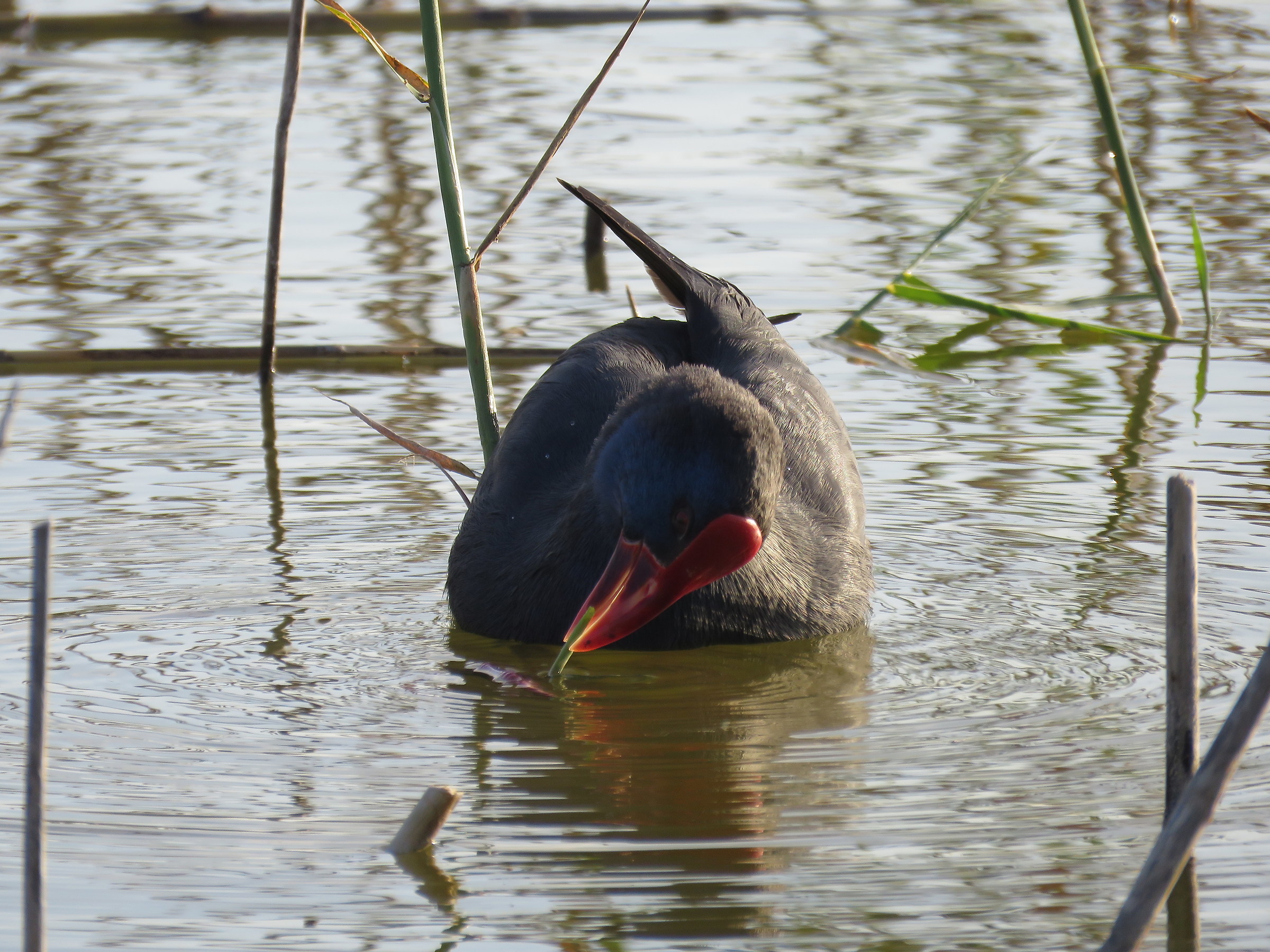Effect of a ray of light in the beak ....