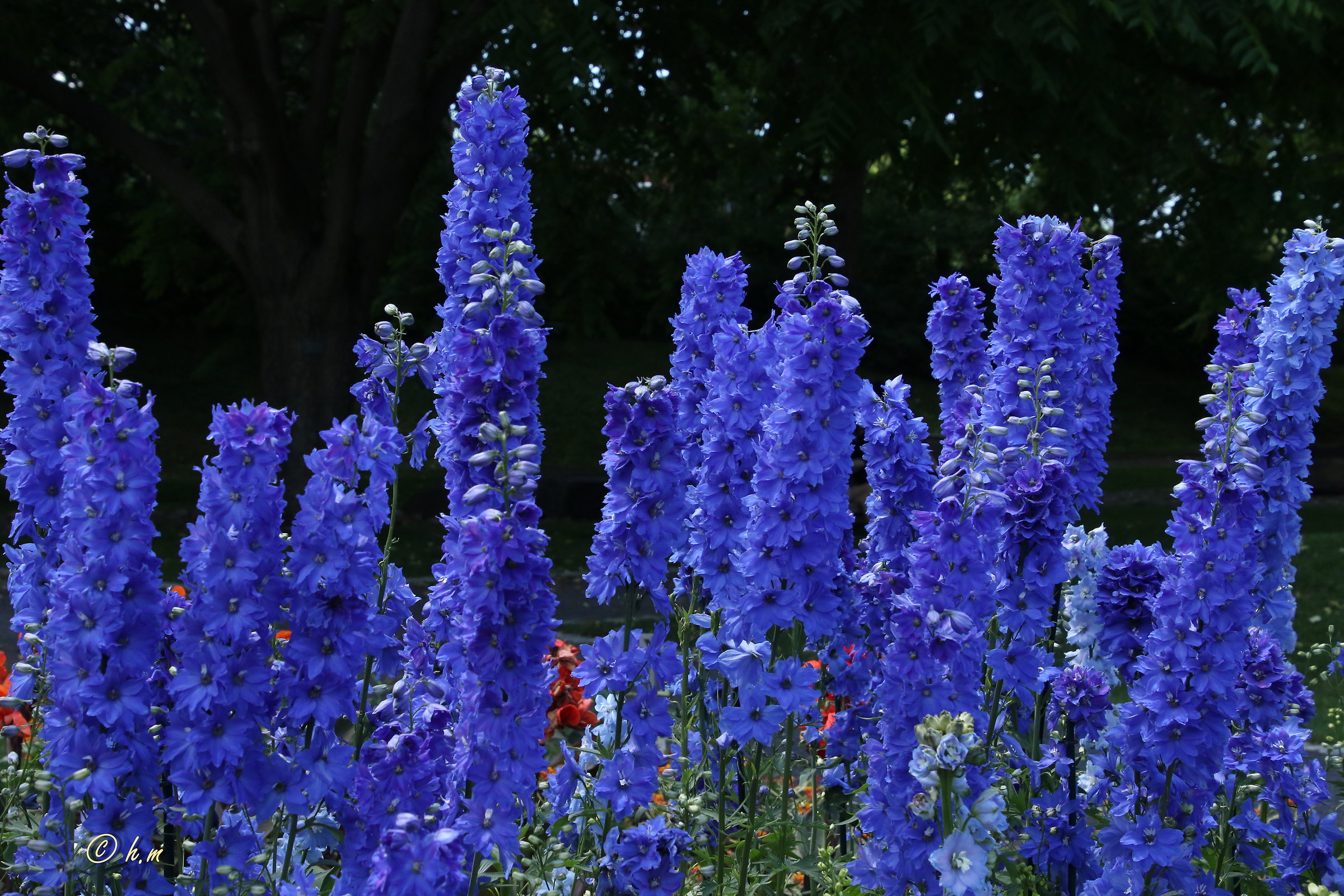 Delphinium elatum