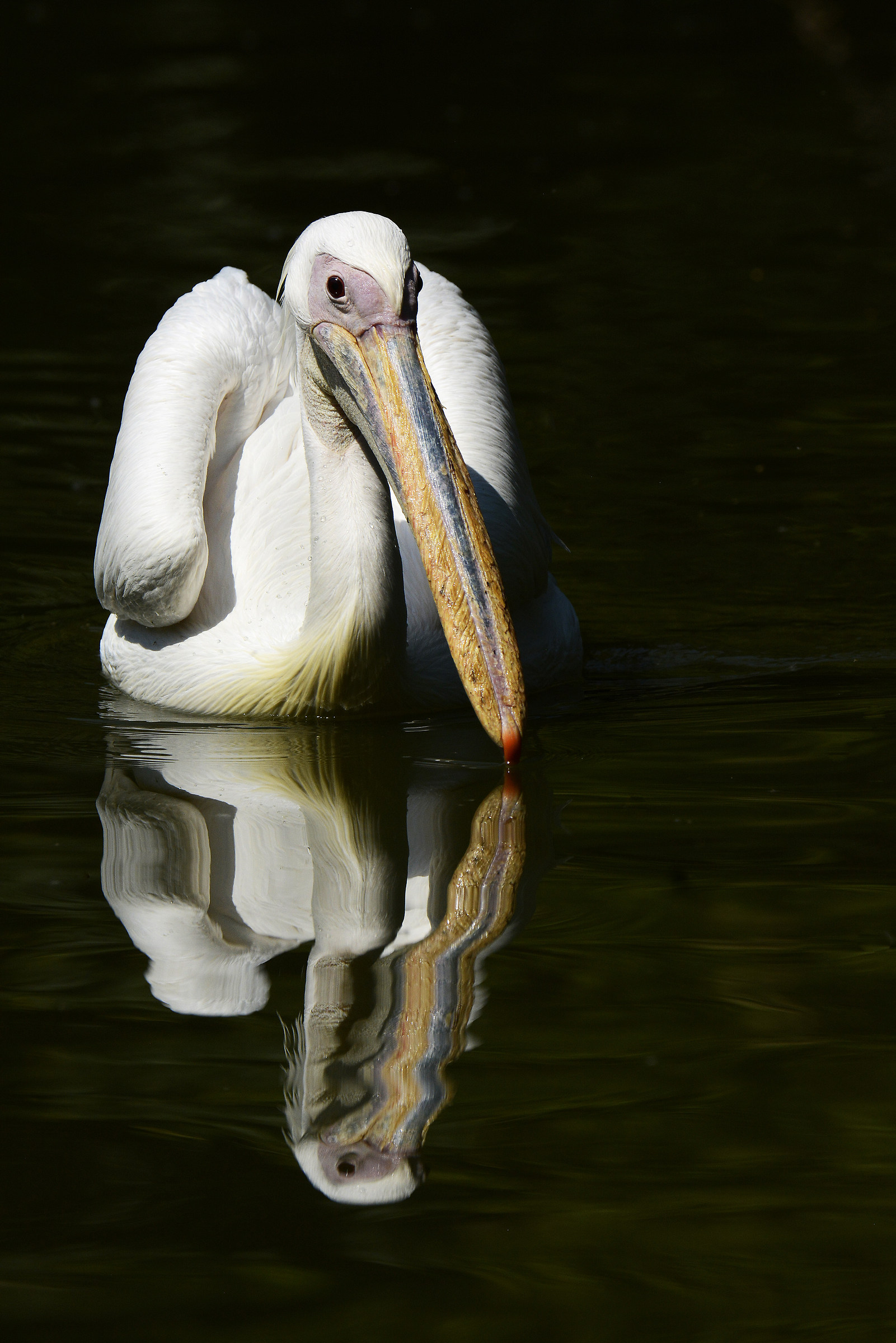 Pelican Riccio