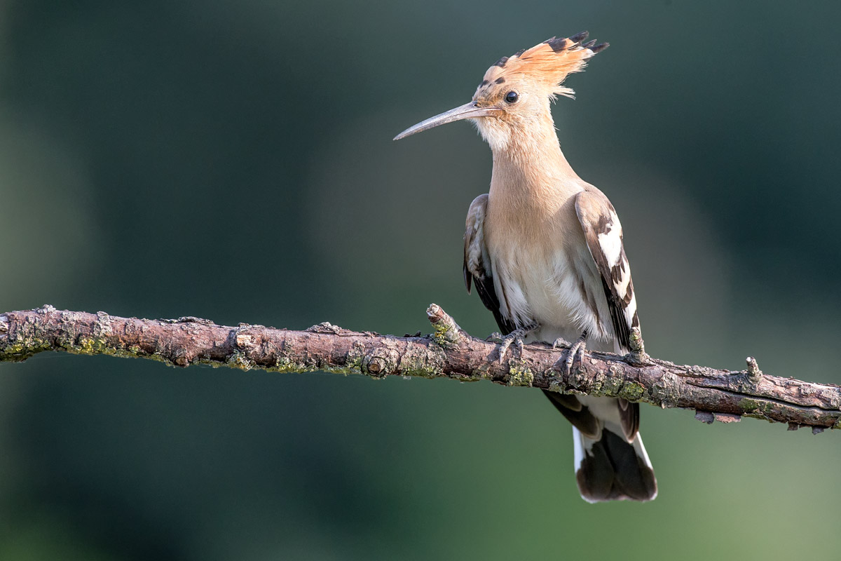 Hoopoe