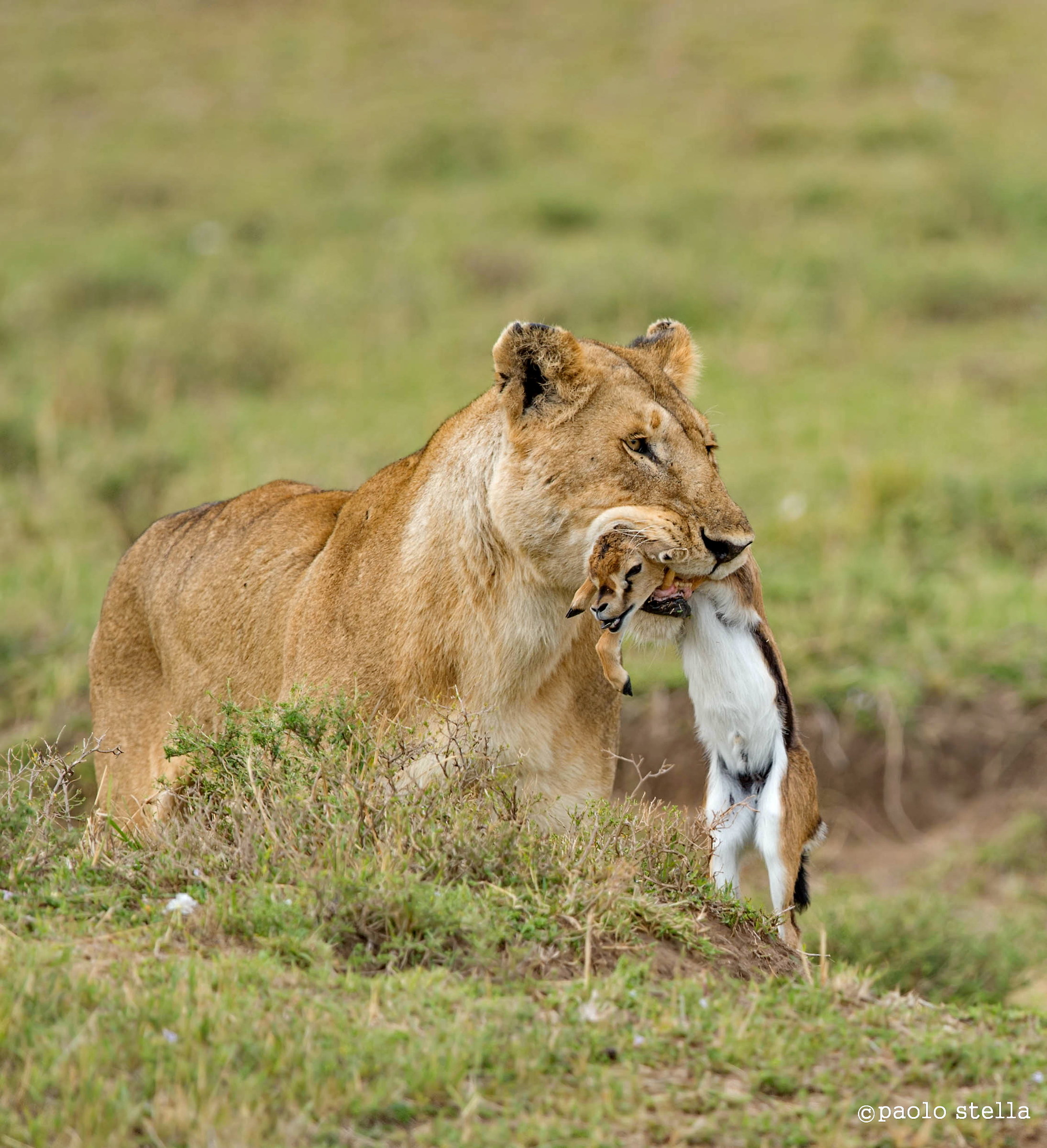 the lioness and her small prey