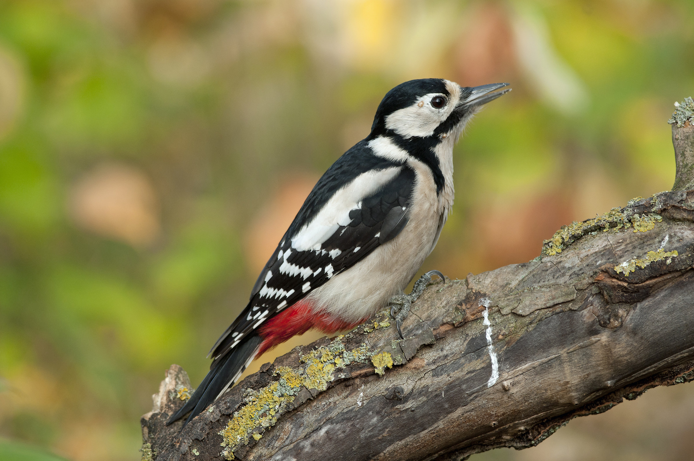 Great spotted woodpecker