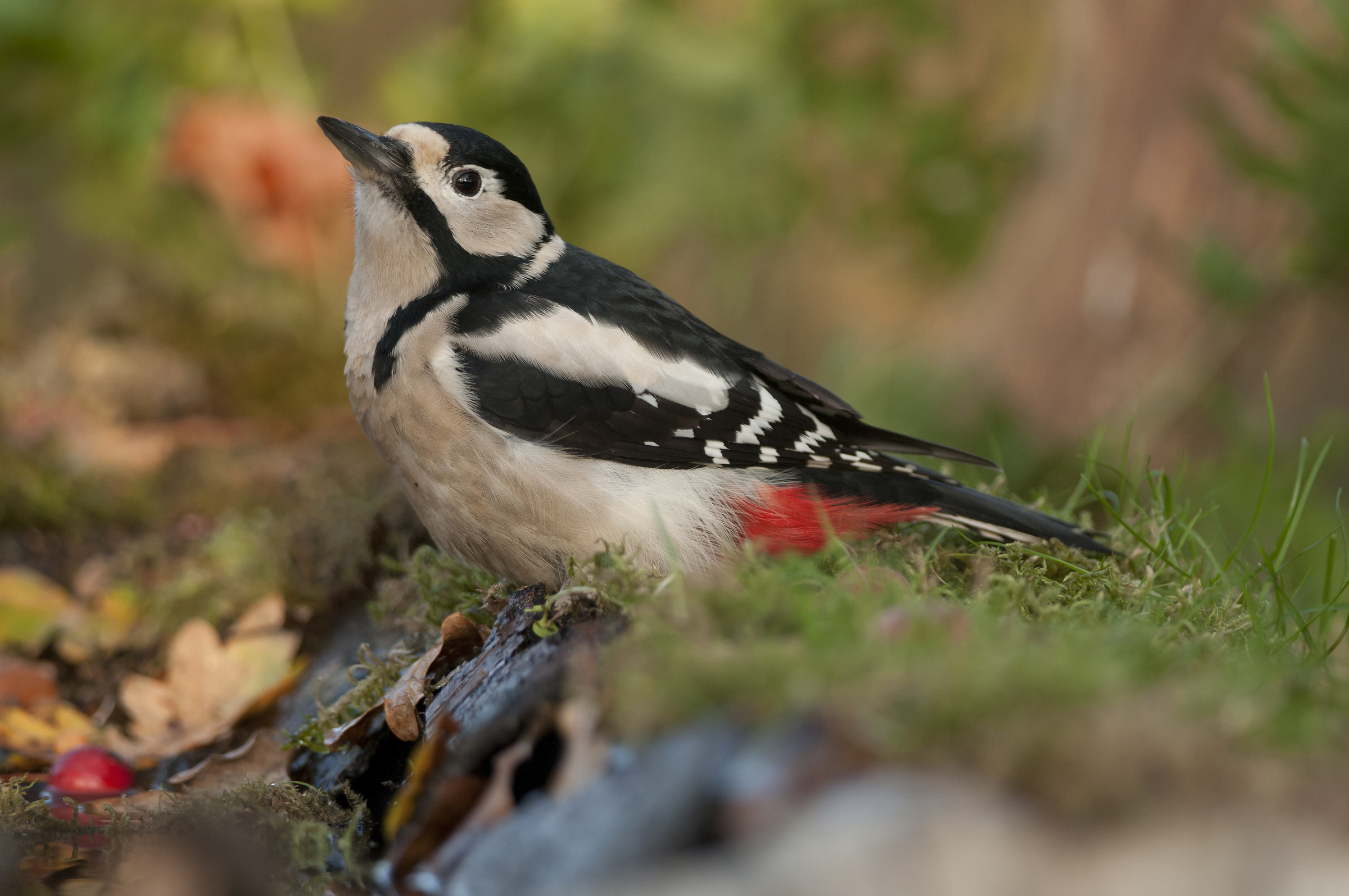 Great spotted woodpecker