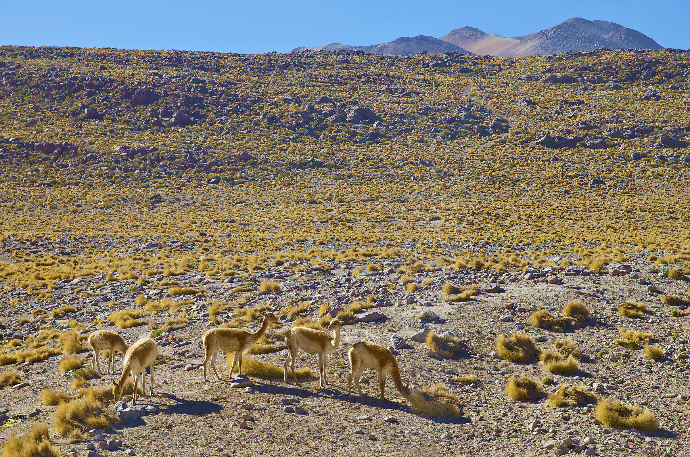 Landscape with vicunas
