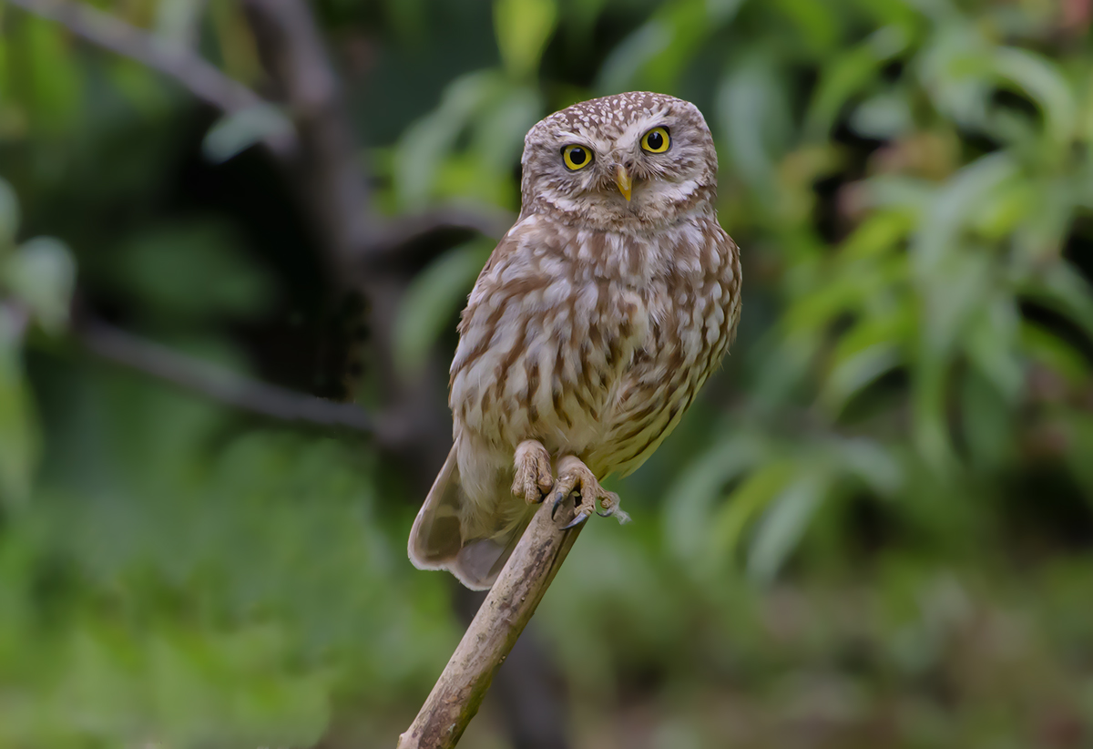 civetta equilibrista