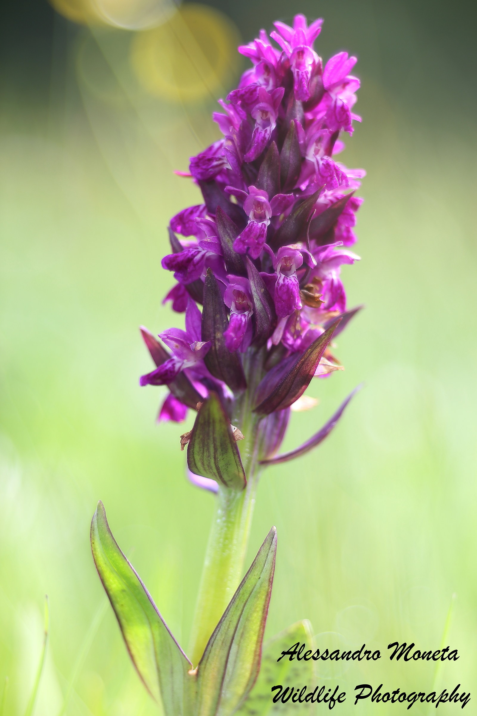 Wild Orchid
