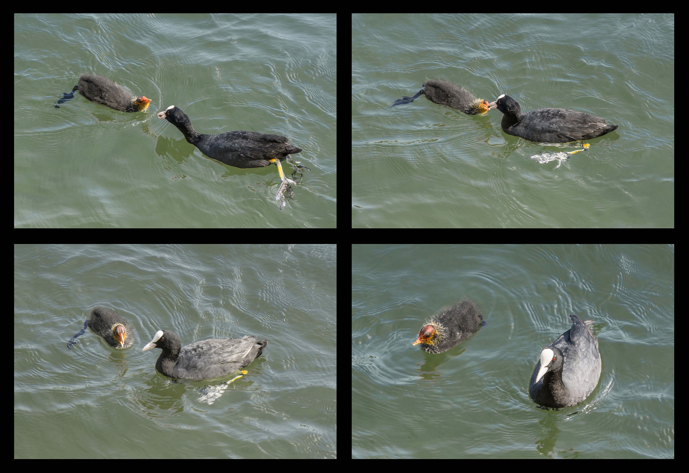 Coot feeds a chick
