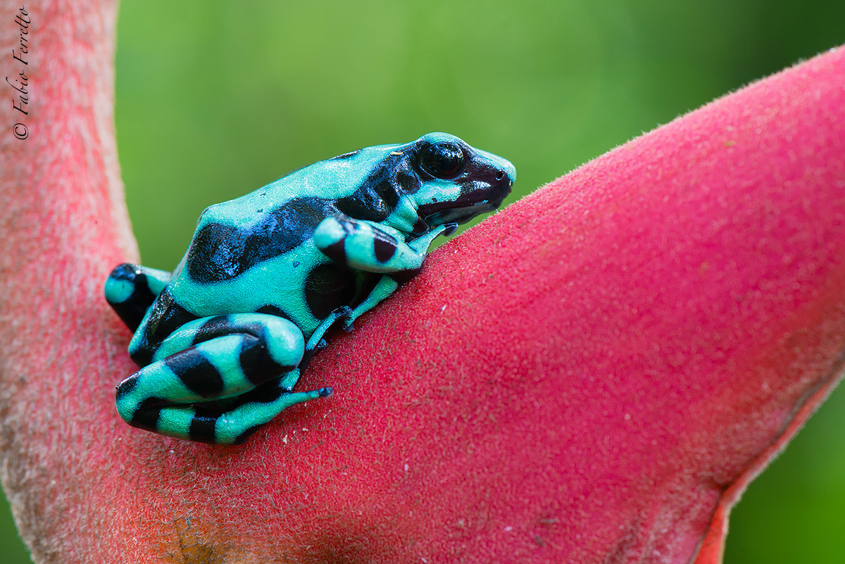 Green & Black Poison Frog