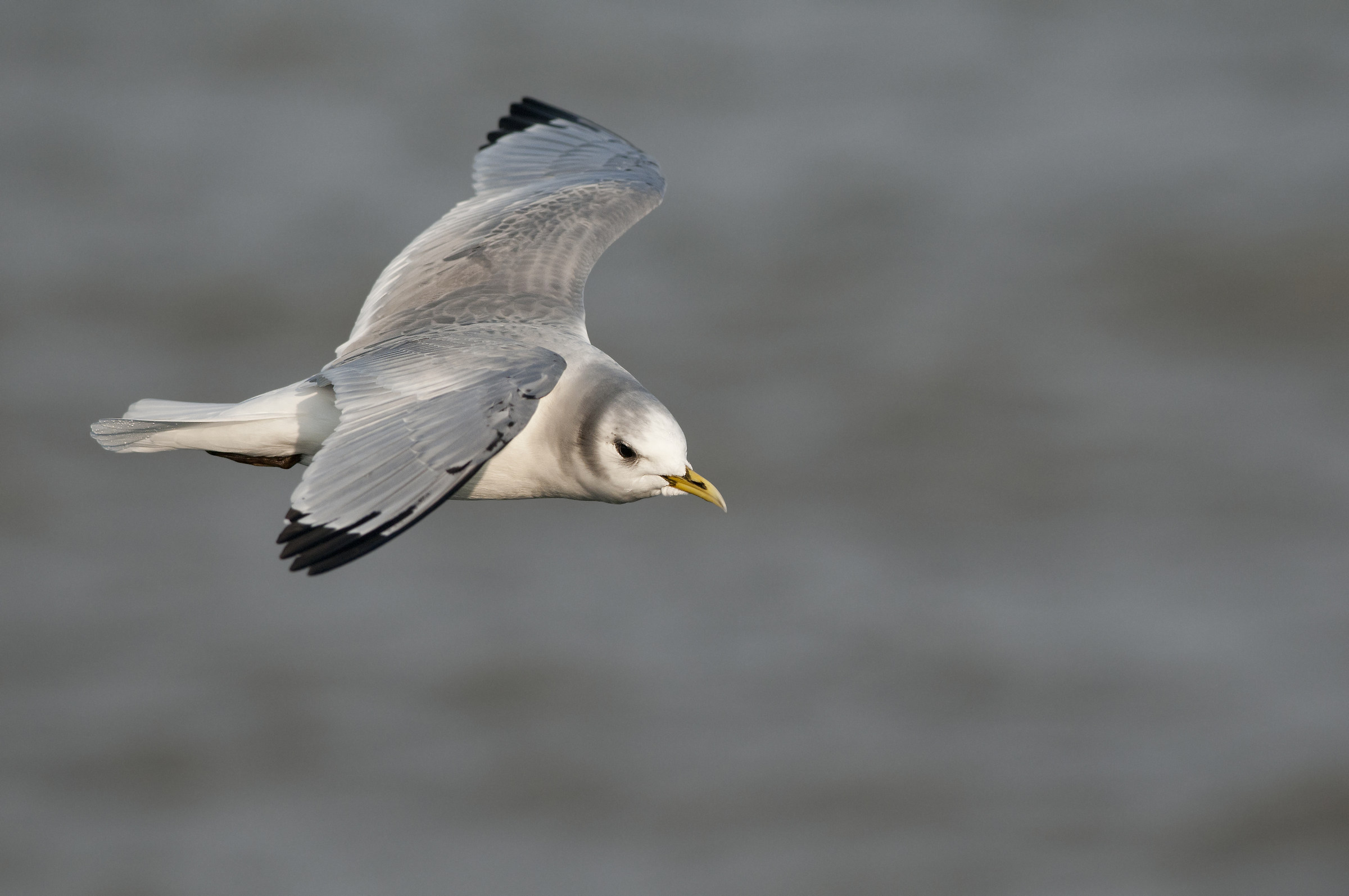 kittiwake