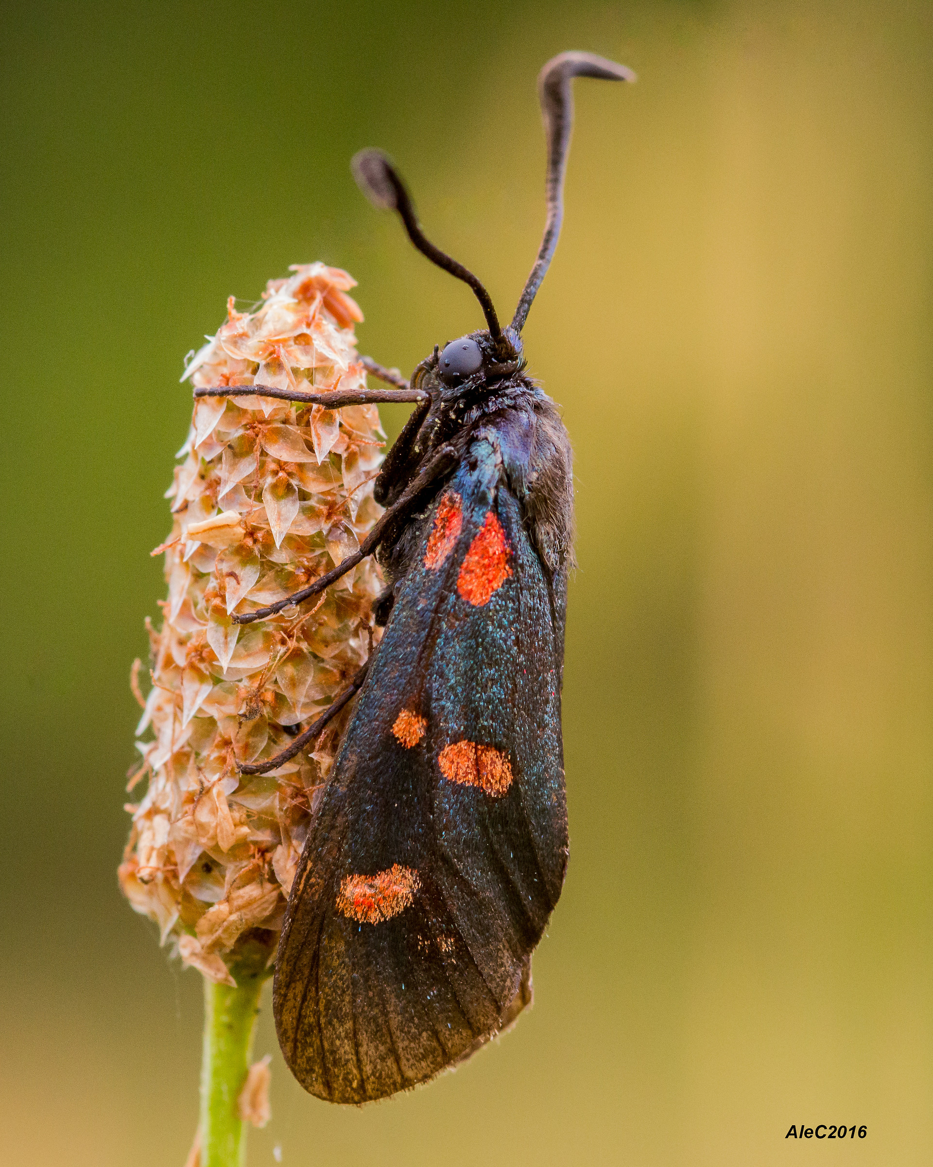 Zygaena filipendulae