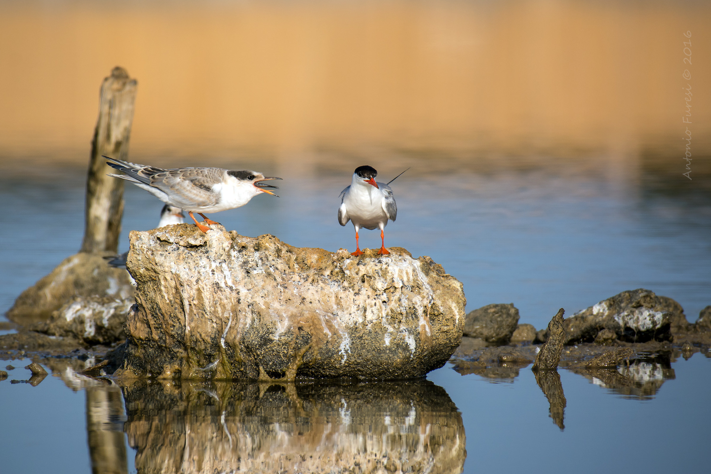 The meal of the small