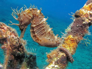 Hippocampus guttulatus