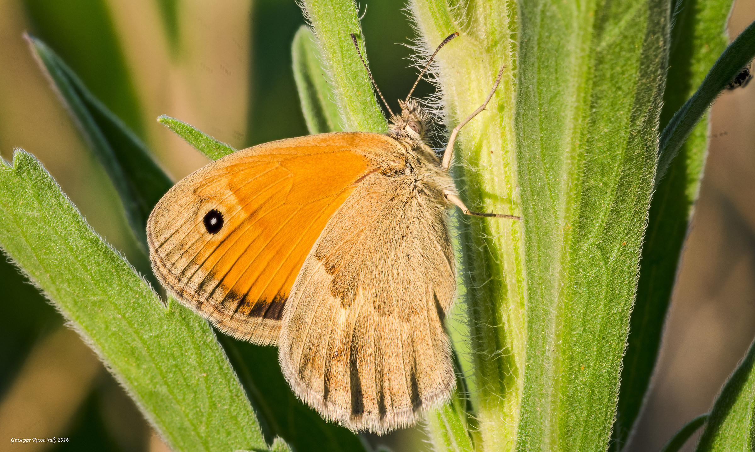 A full morning light (focus stacking of 7 photos)