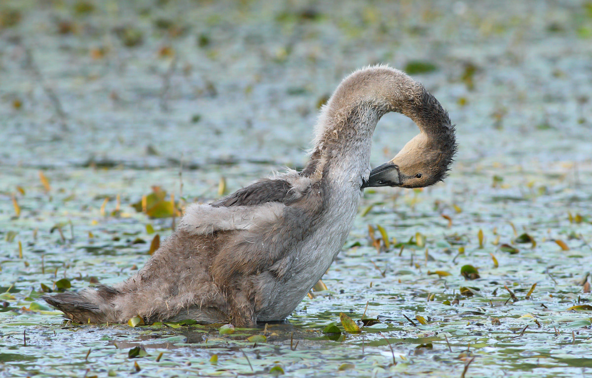 cygnet