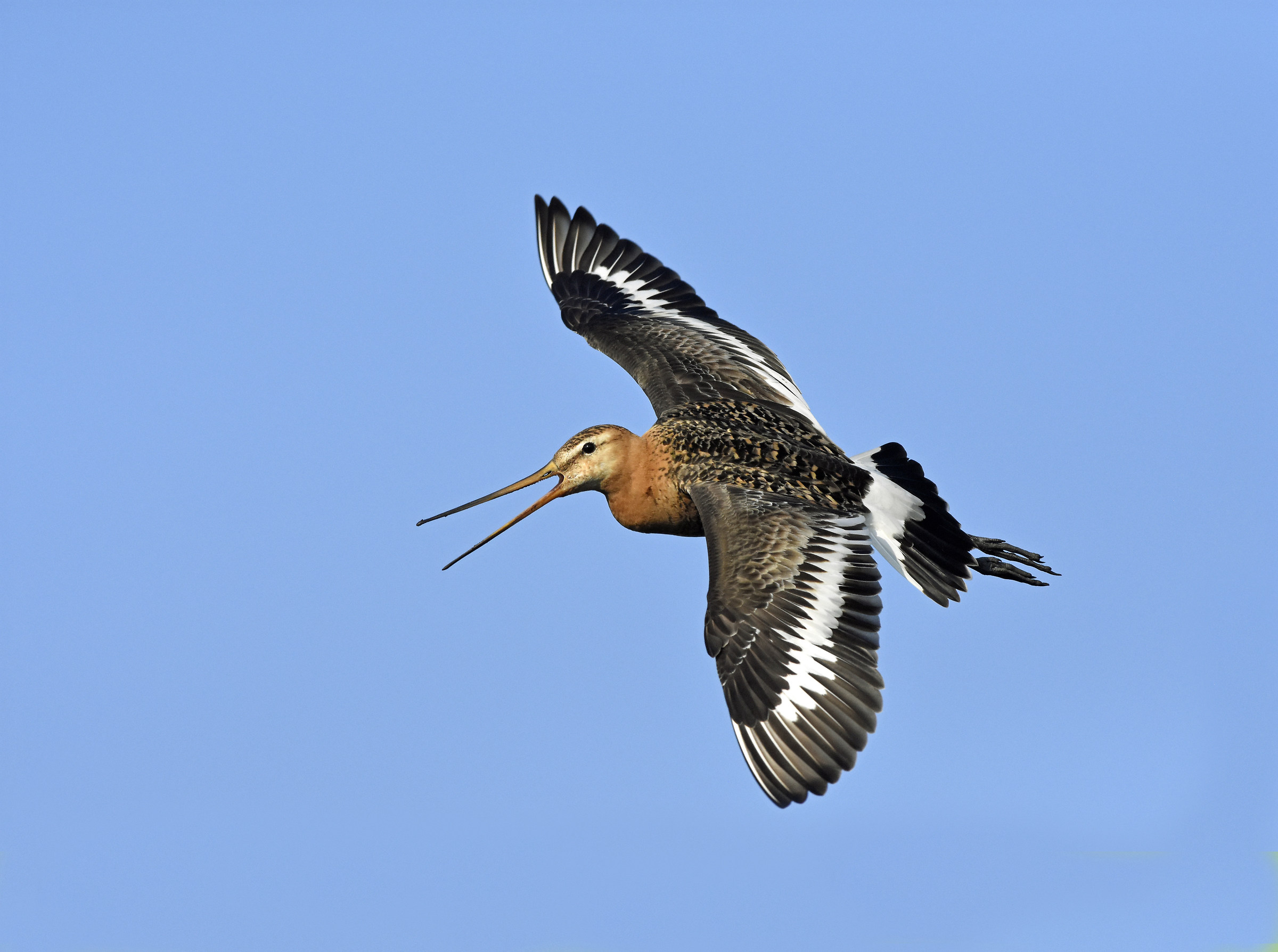 Black tailed godwit