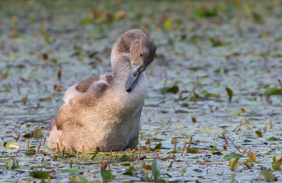 cygnet