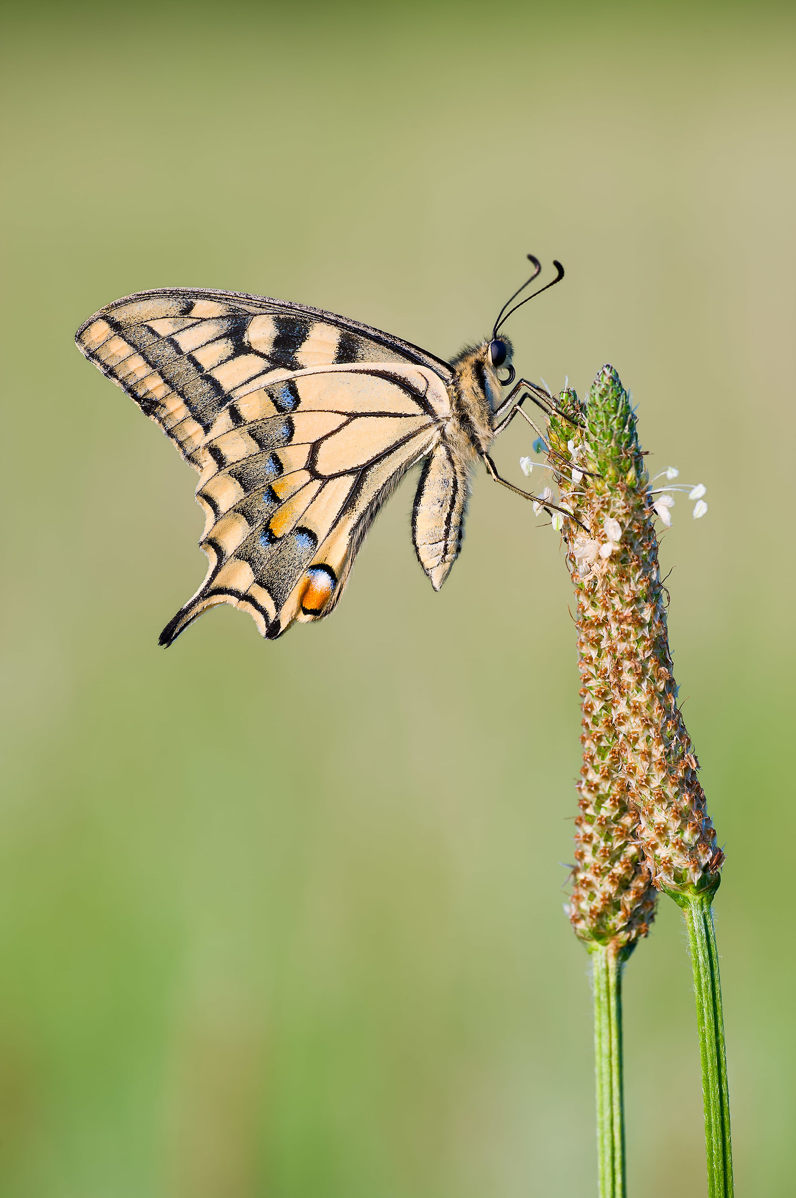 The Macaone always amazes