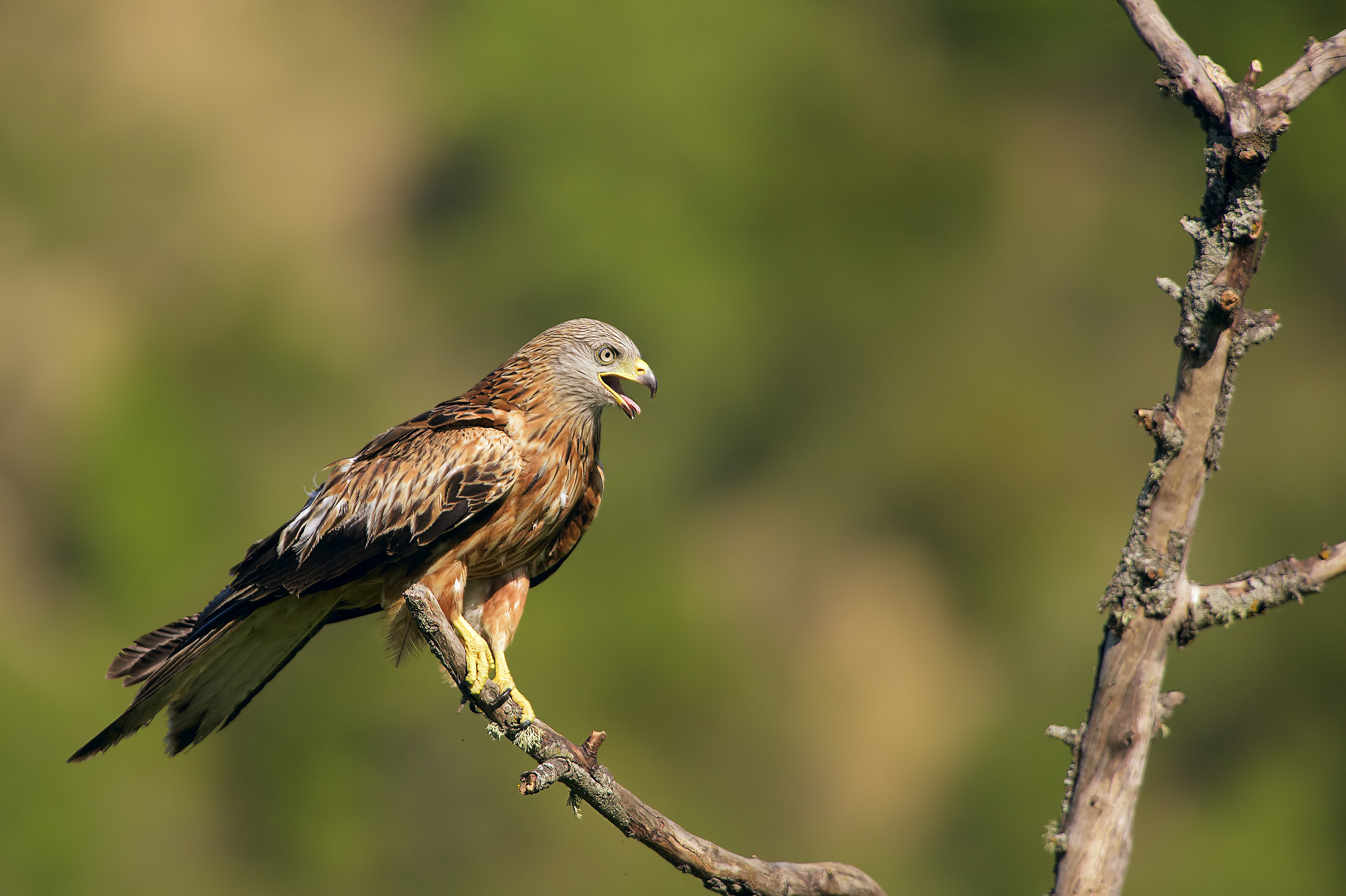 kites .. and language