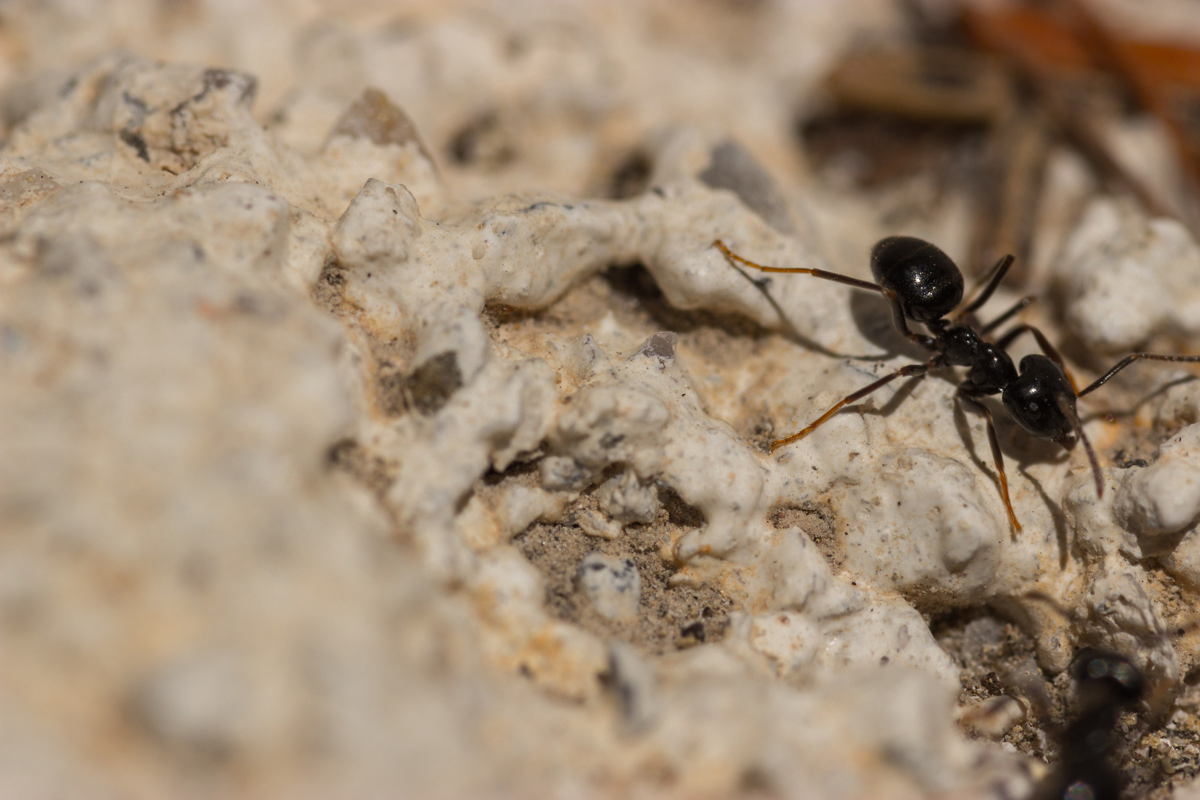 Formica poco collaborativa
