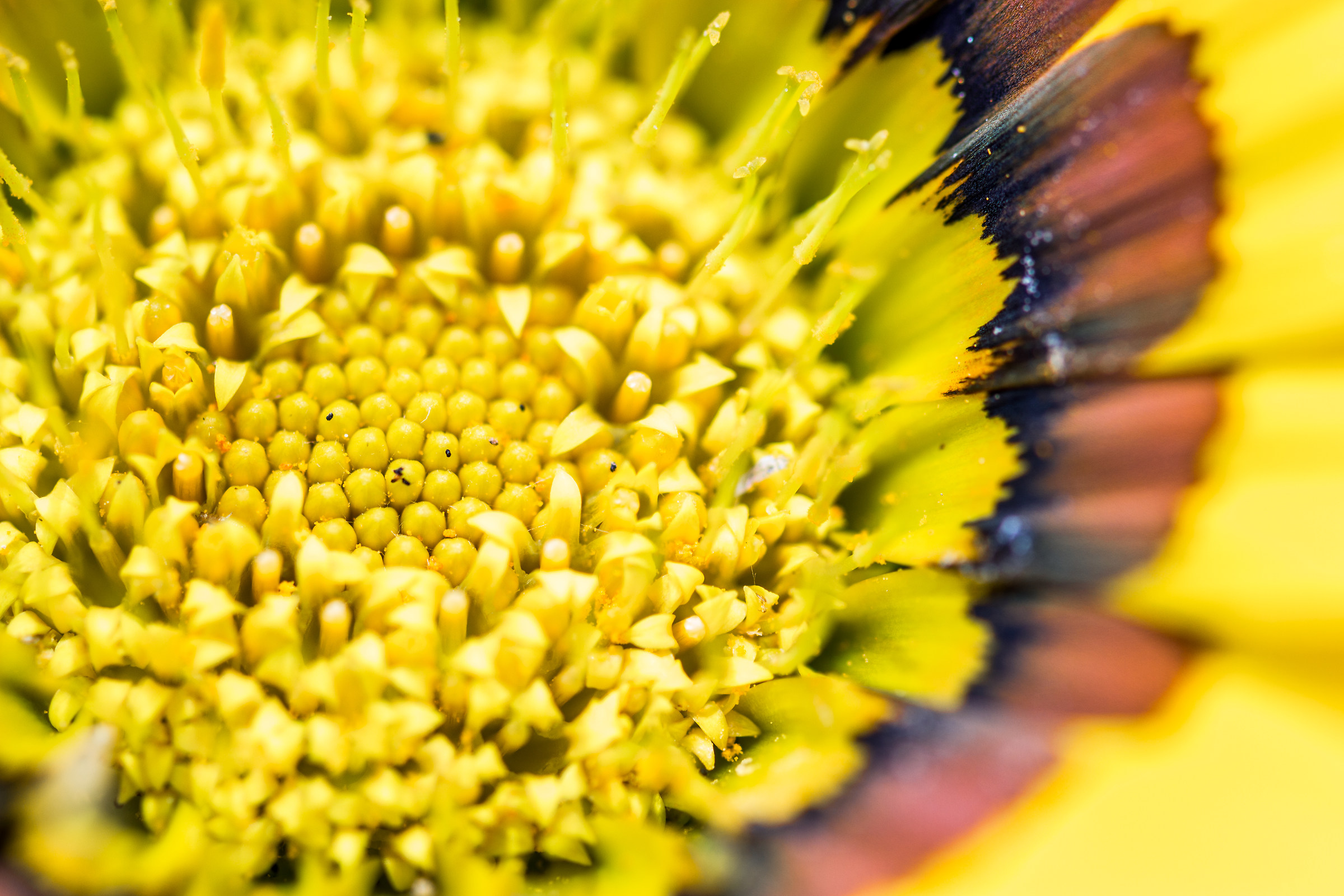 Formica poco collaborativa