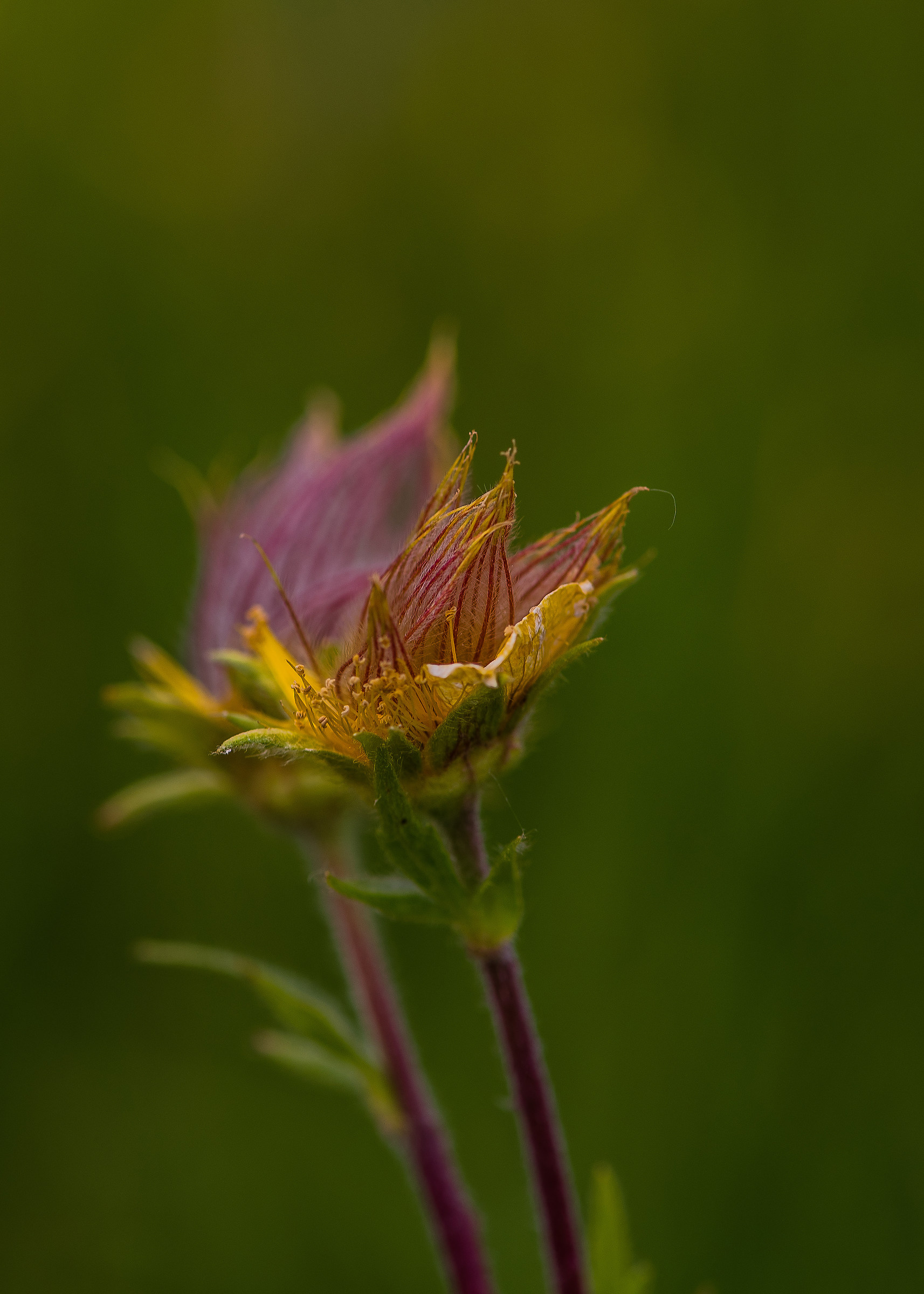 Fiore di alta montagna