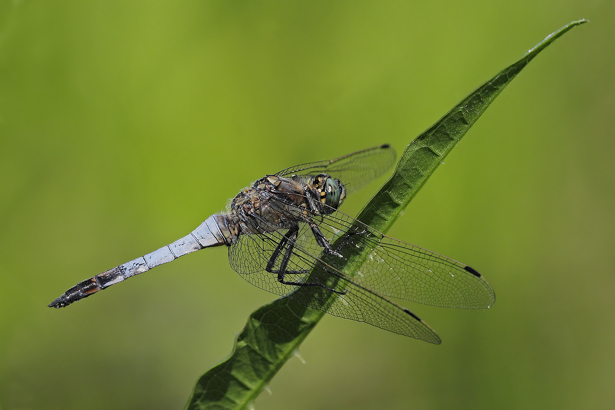 Libellula con supertele