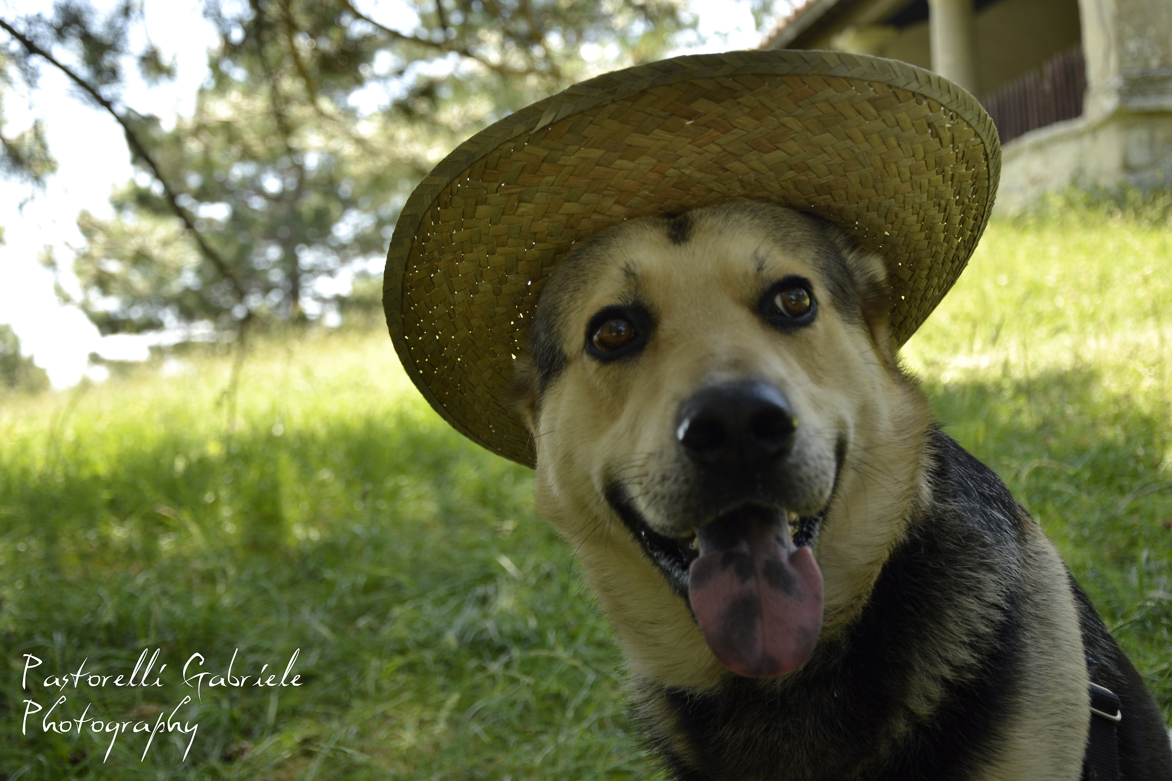 Pastore........tedesco