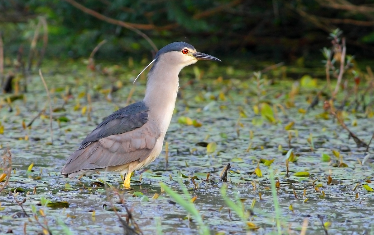 Night Heron