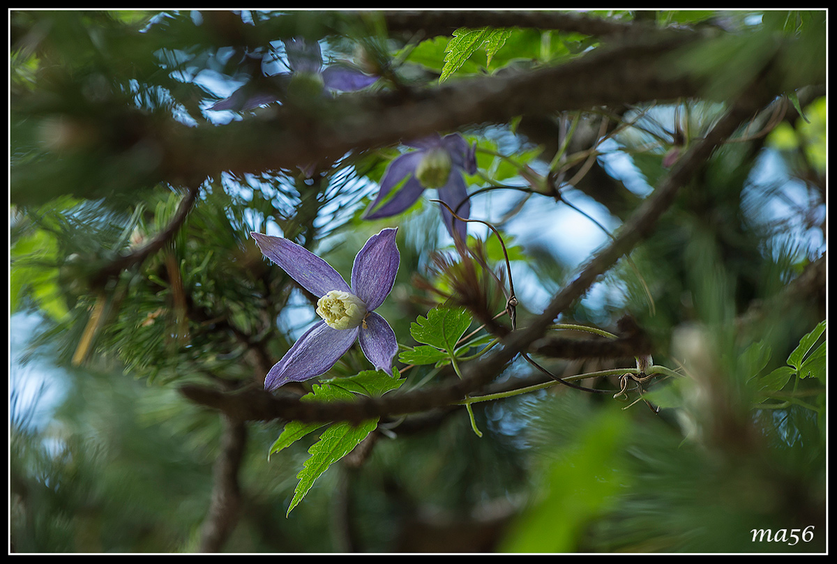 clematis alpina