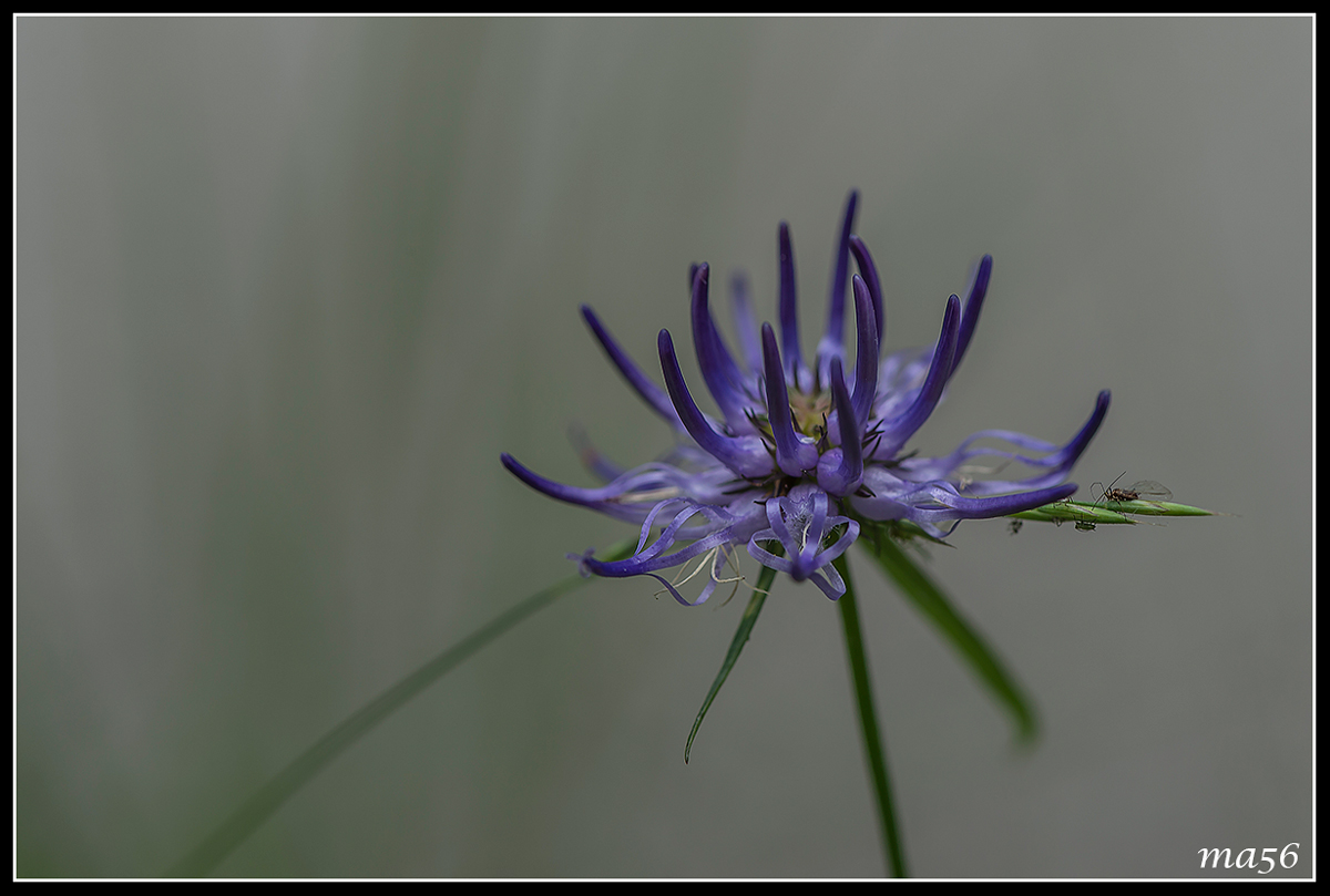 raponzolo orbicolare