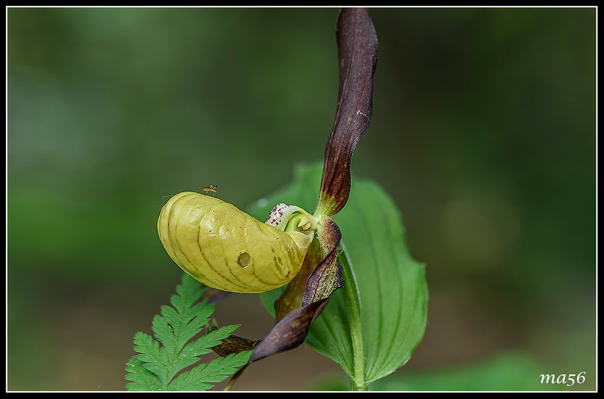 Pianella della Madonna