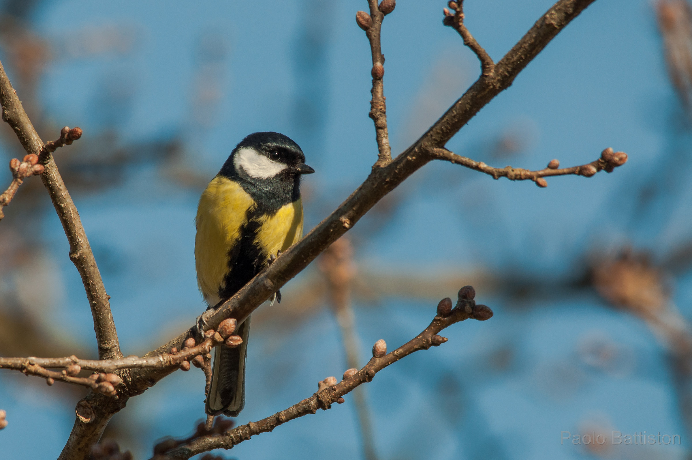 Great Tit