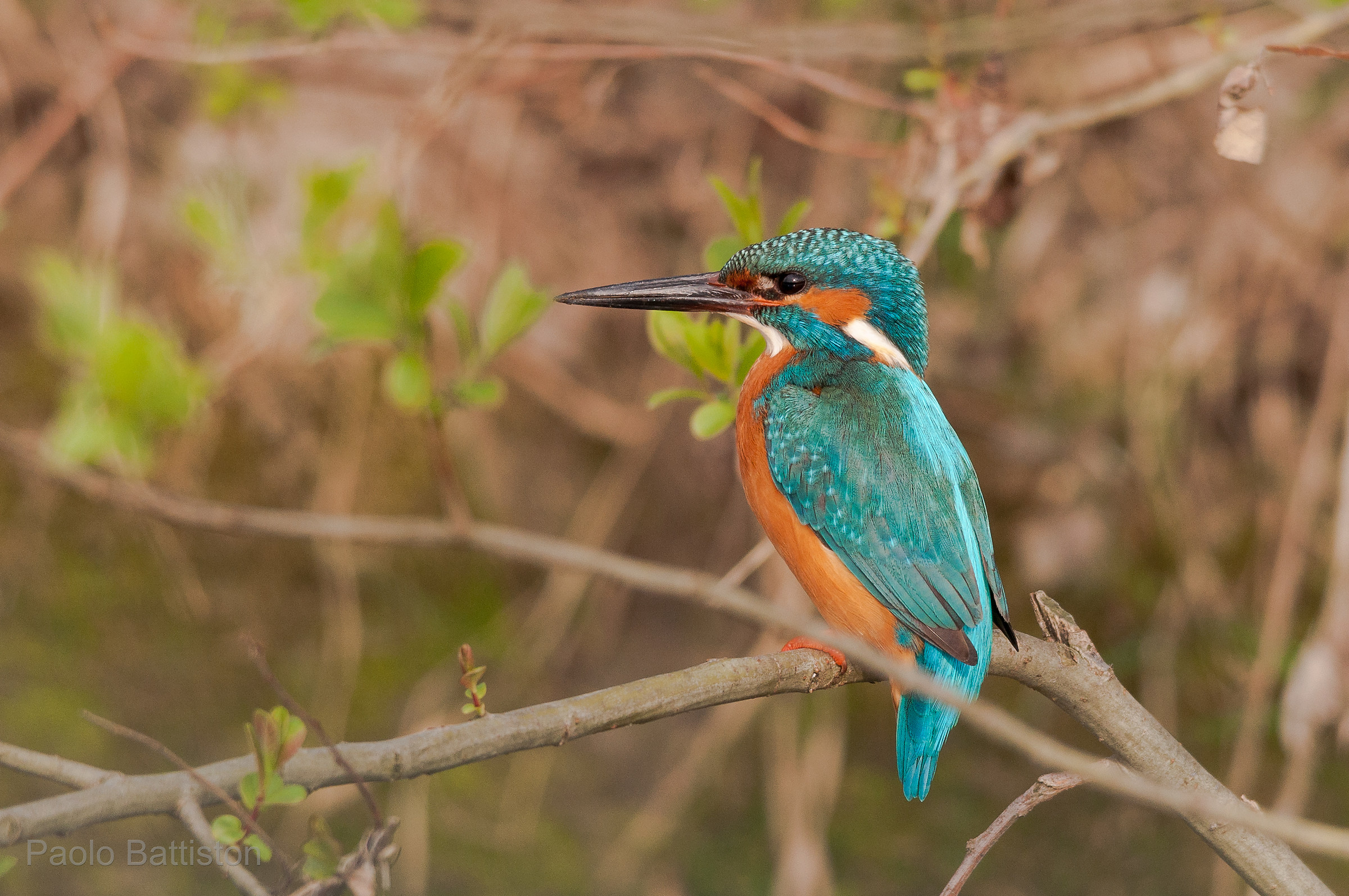 Kingfisher