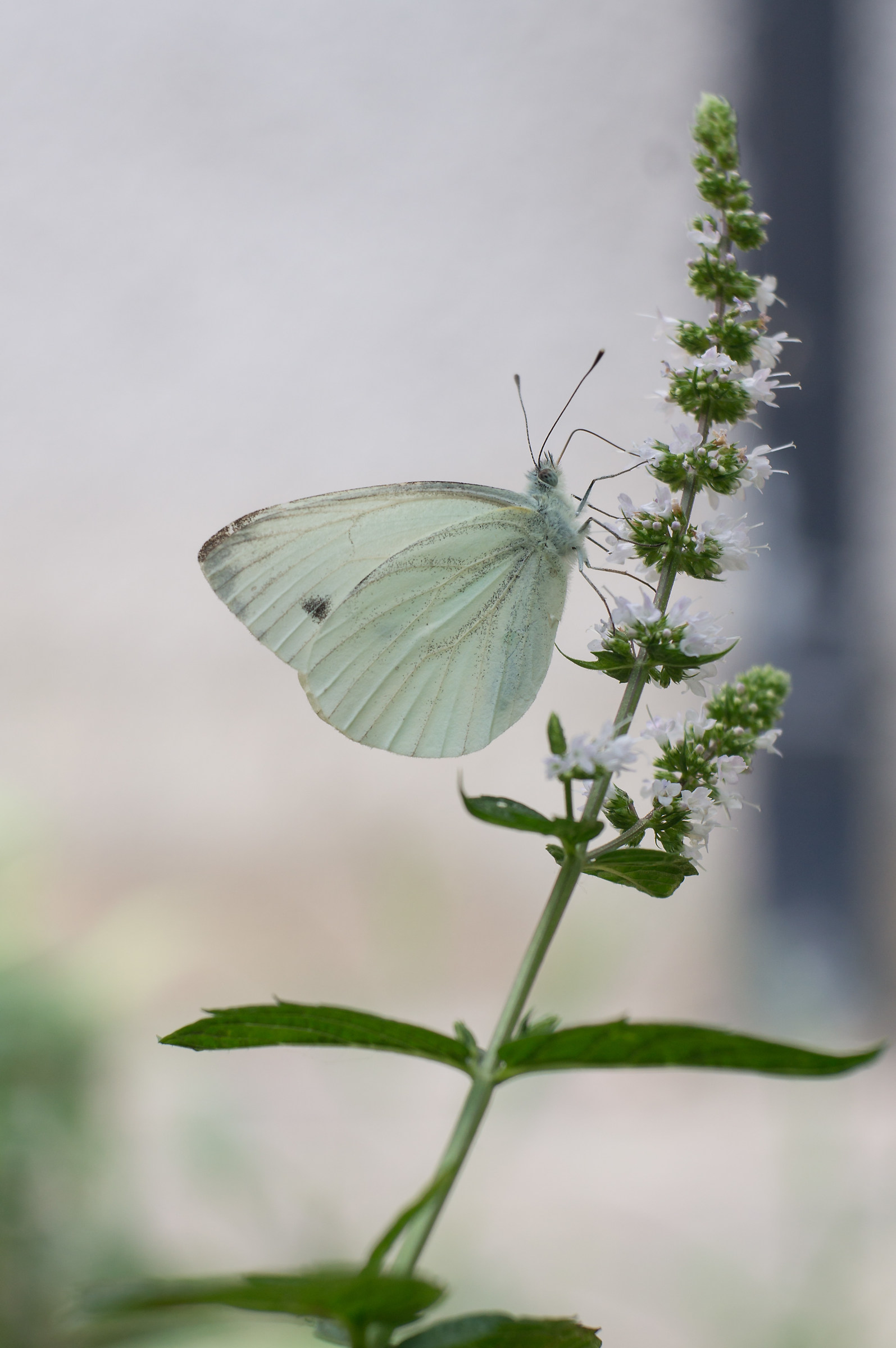 La Piera sulla menta