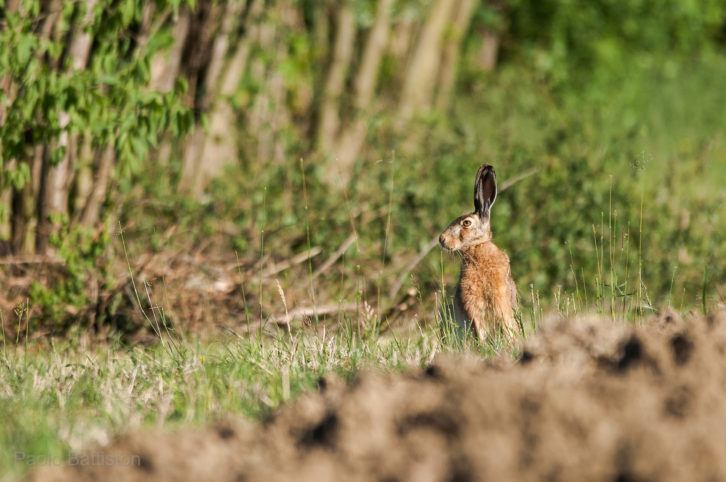 Leveret
