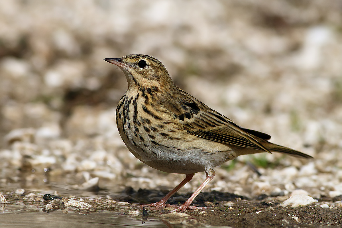 Tree Pipit all'abbeverata