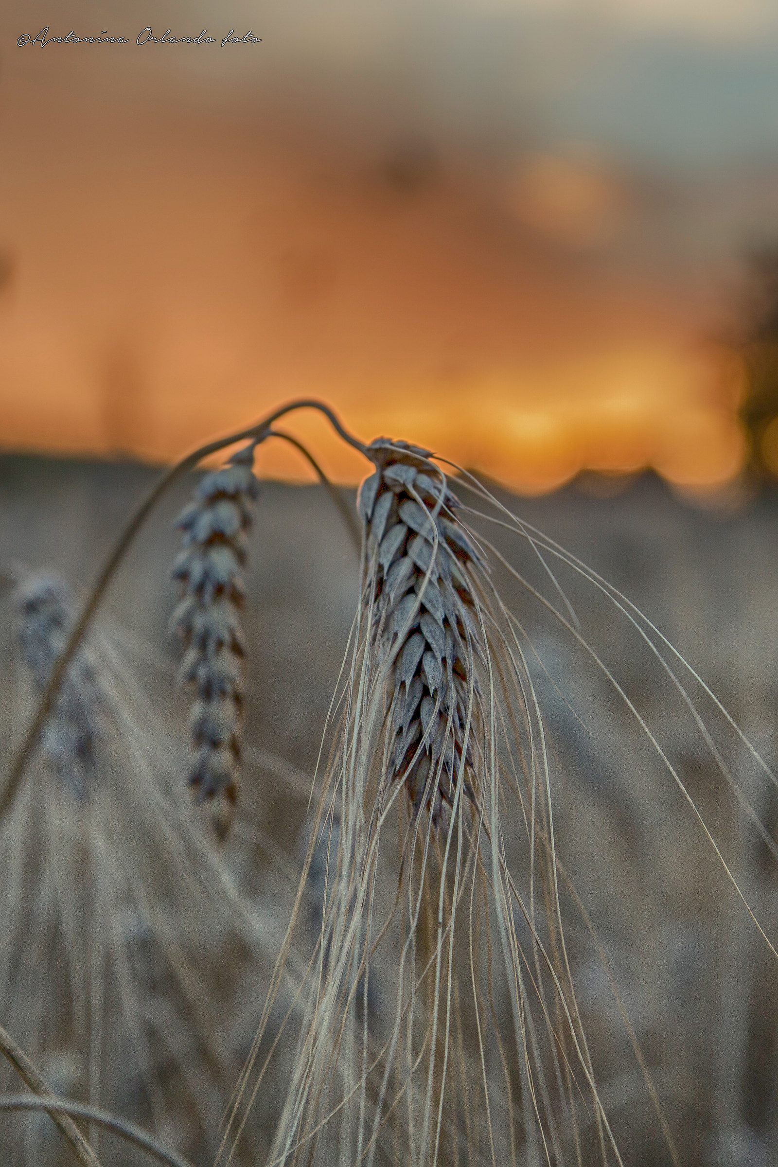 "Brucia" il grano al tramonto !!