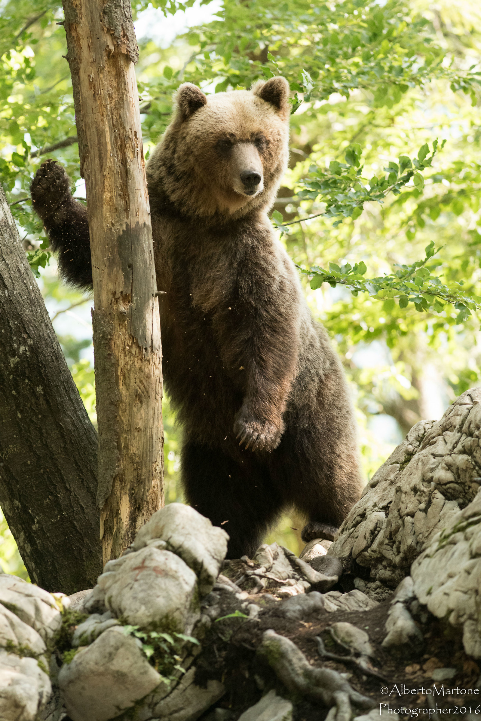 Alla ricerca del cibo
