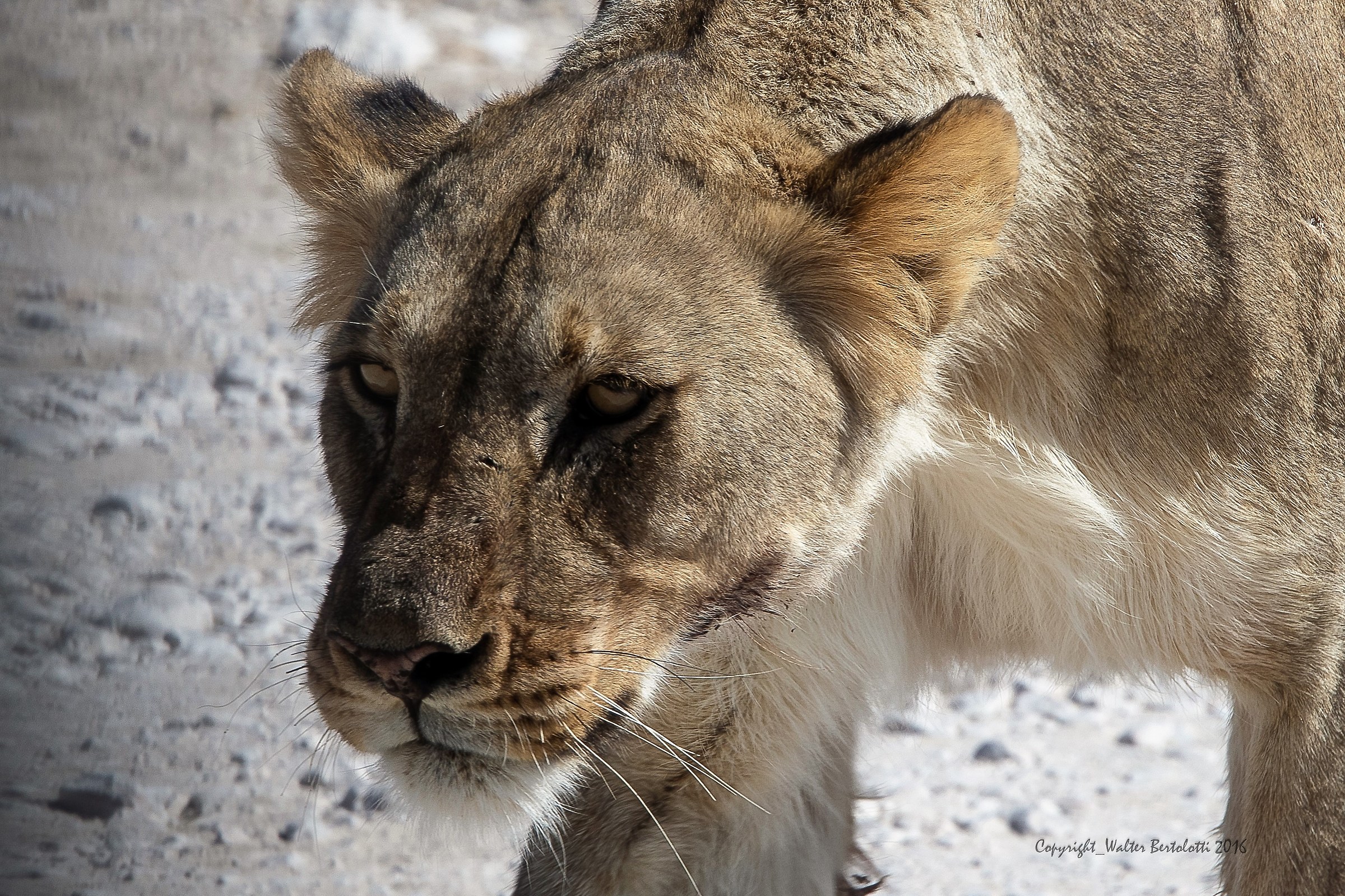 ... I do not have time for you