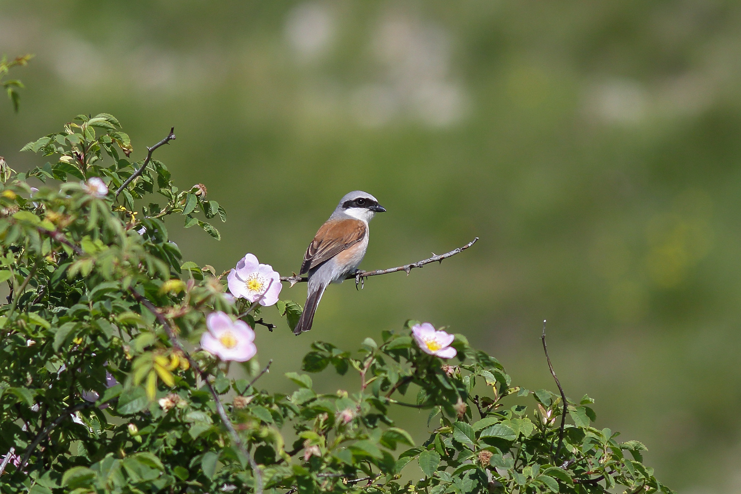 Lesser Grey Shrike