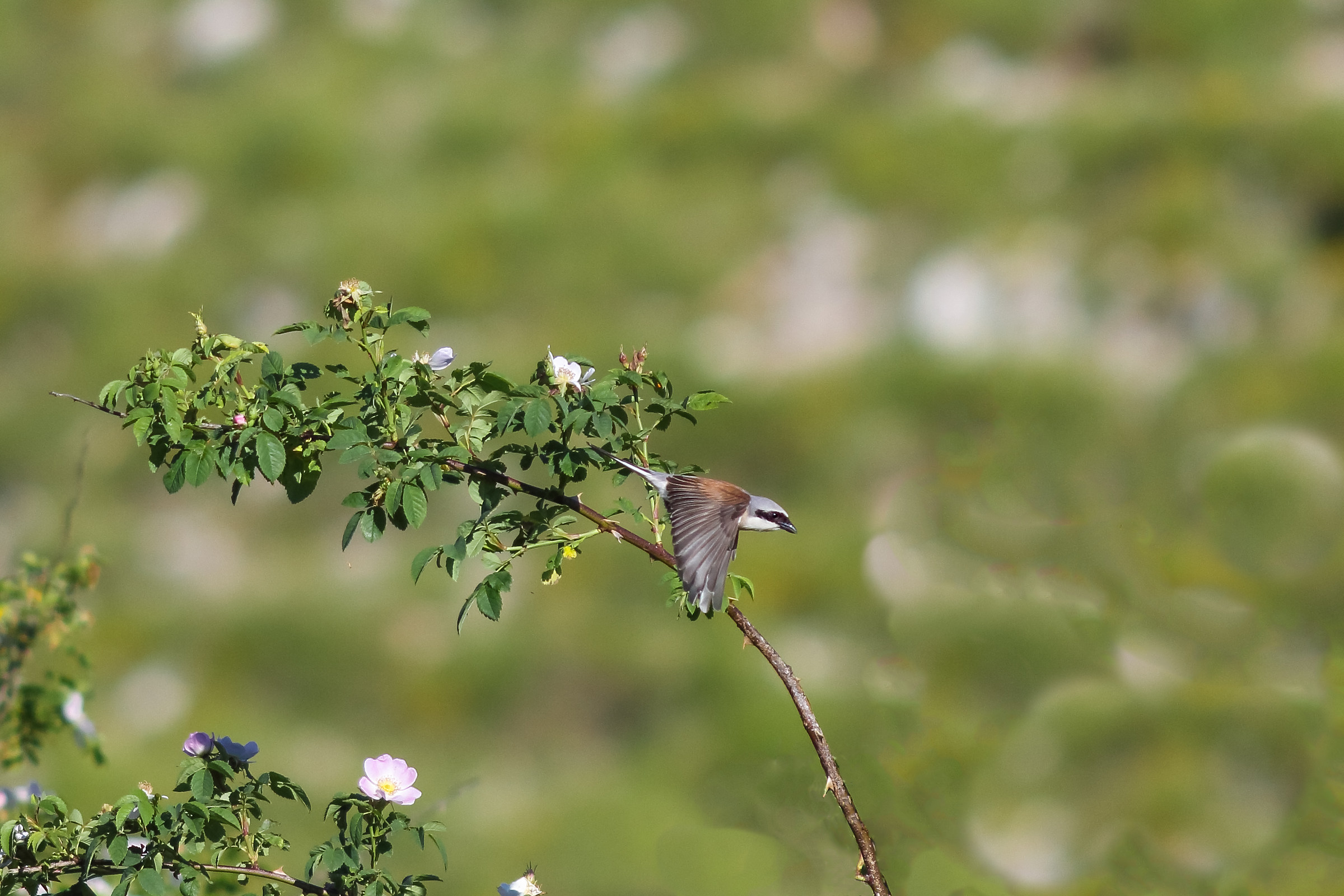 Lesser Grey Shrike in Flight